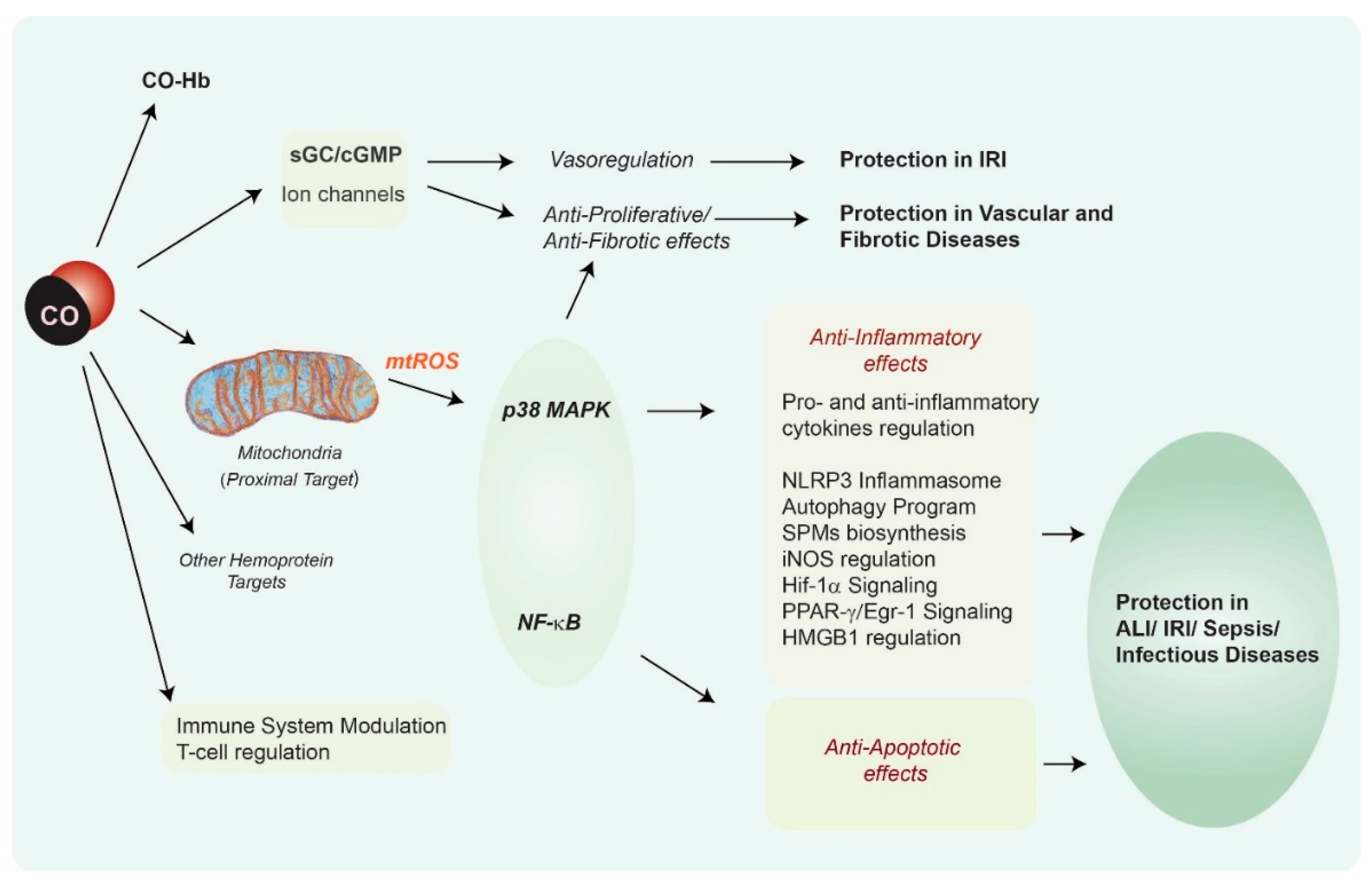 Antioxidants 09 01153 g002