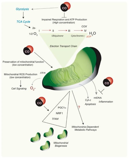 Antioxidants 09 01153 g003
