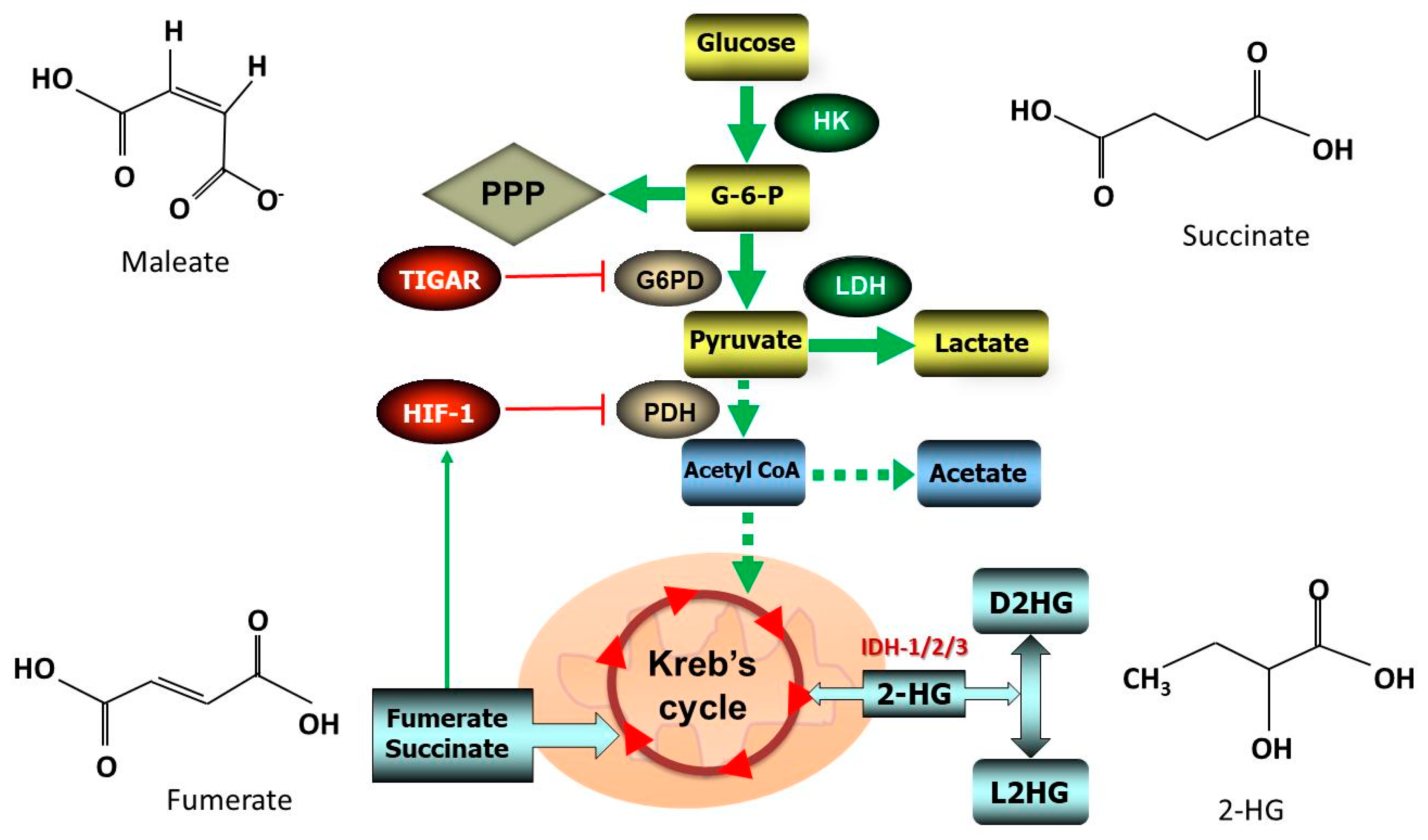 Antioxidants 09 01156 g002