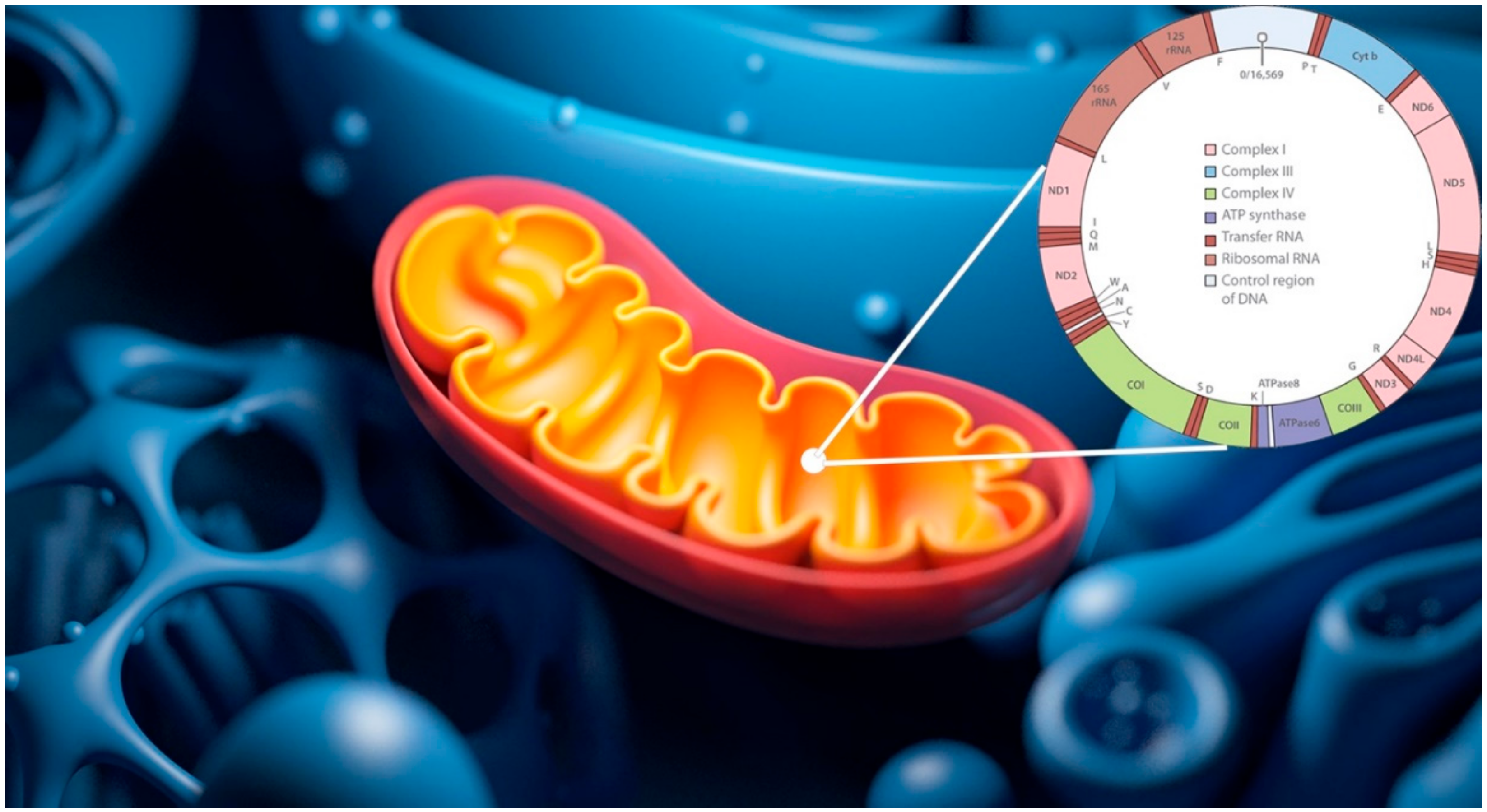 Antioxidants 09 01158 g002