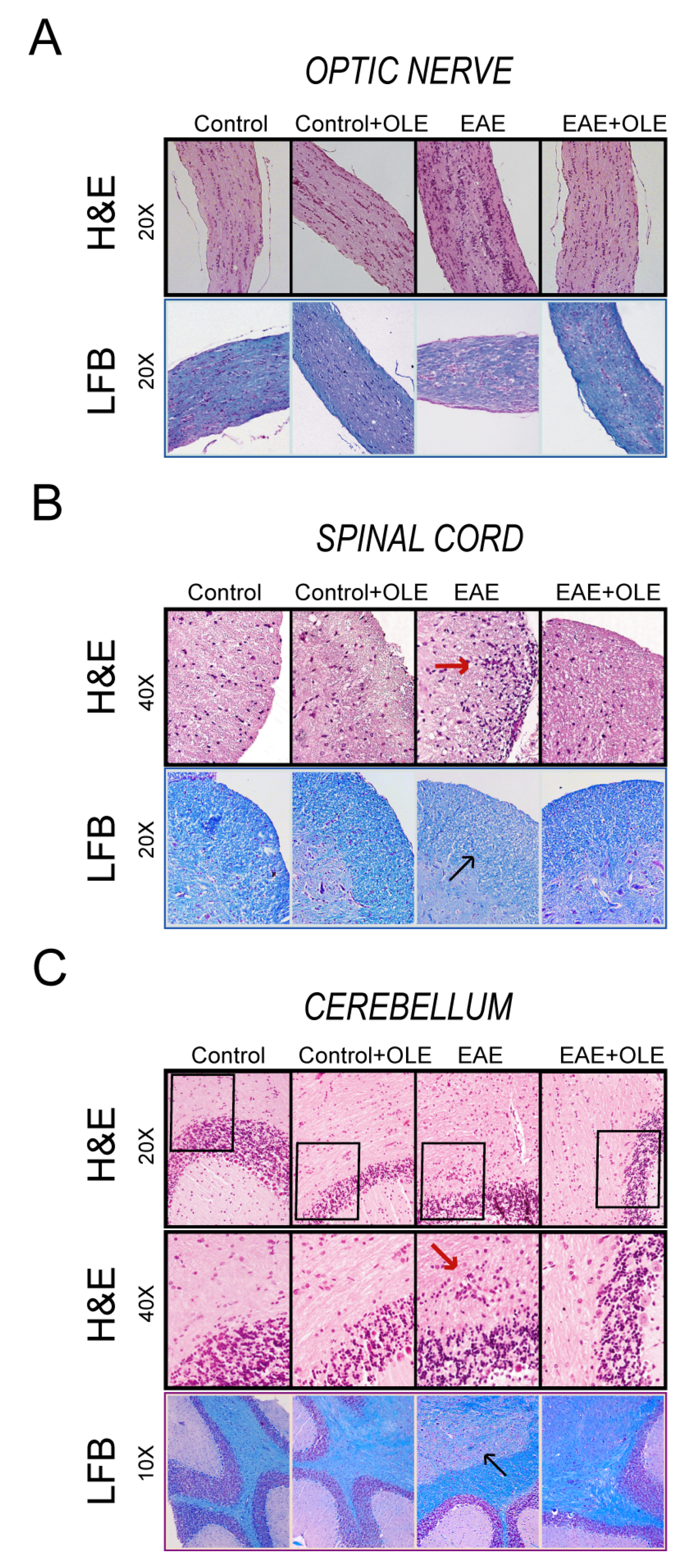 Antioxidants 09 01161 g002