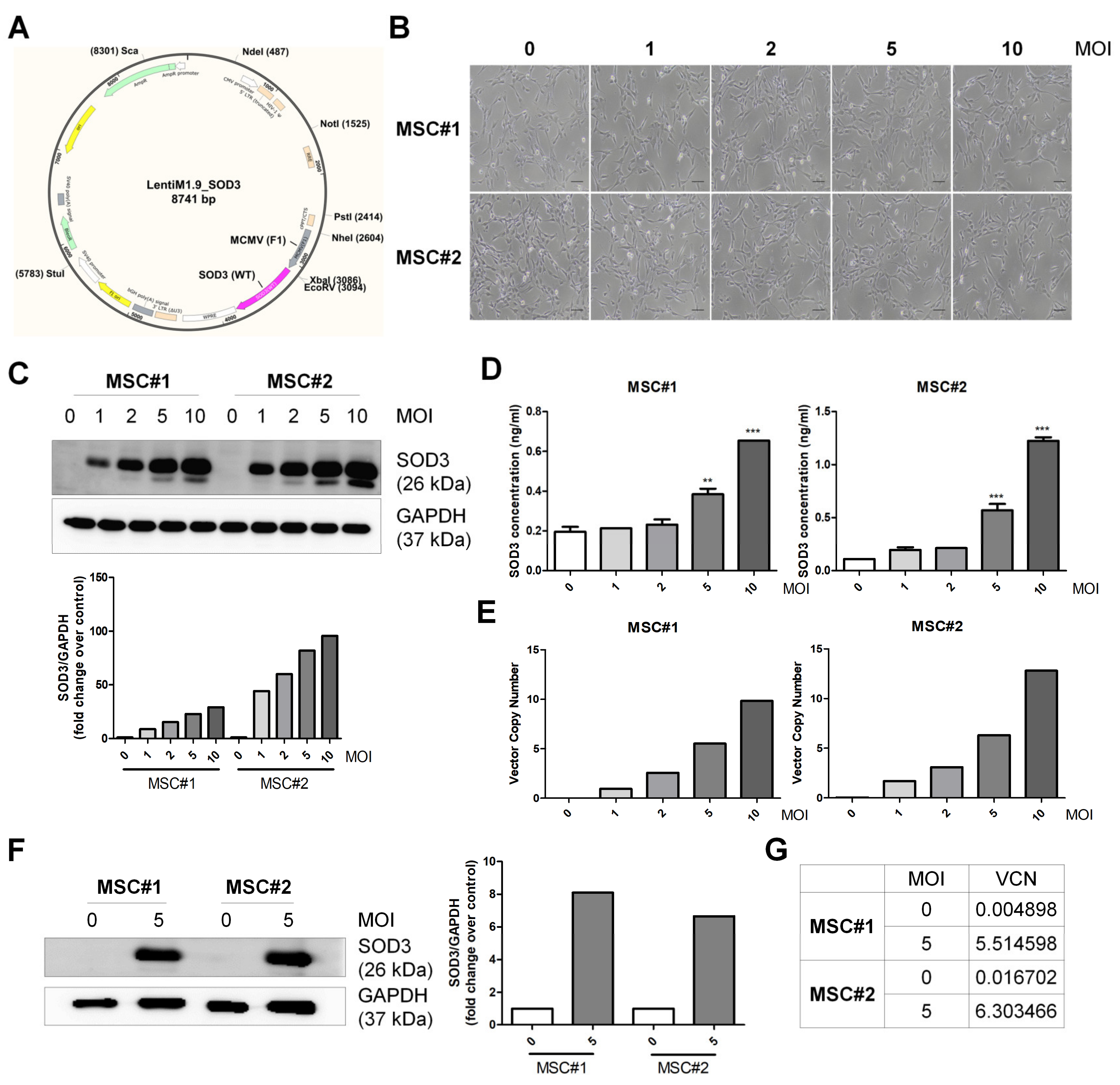 Antioxidants 09 01165 g001