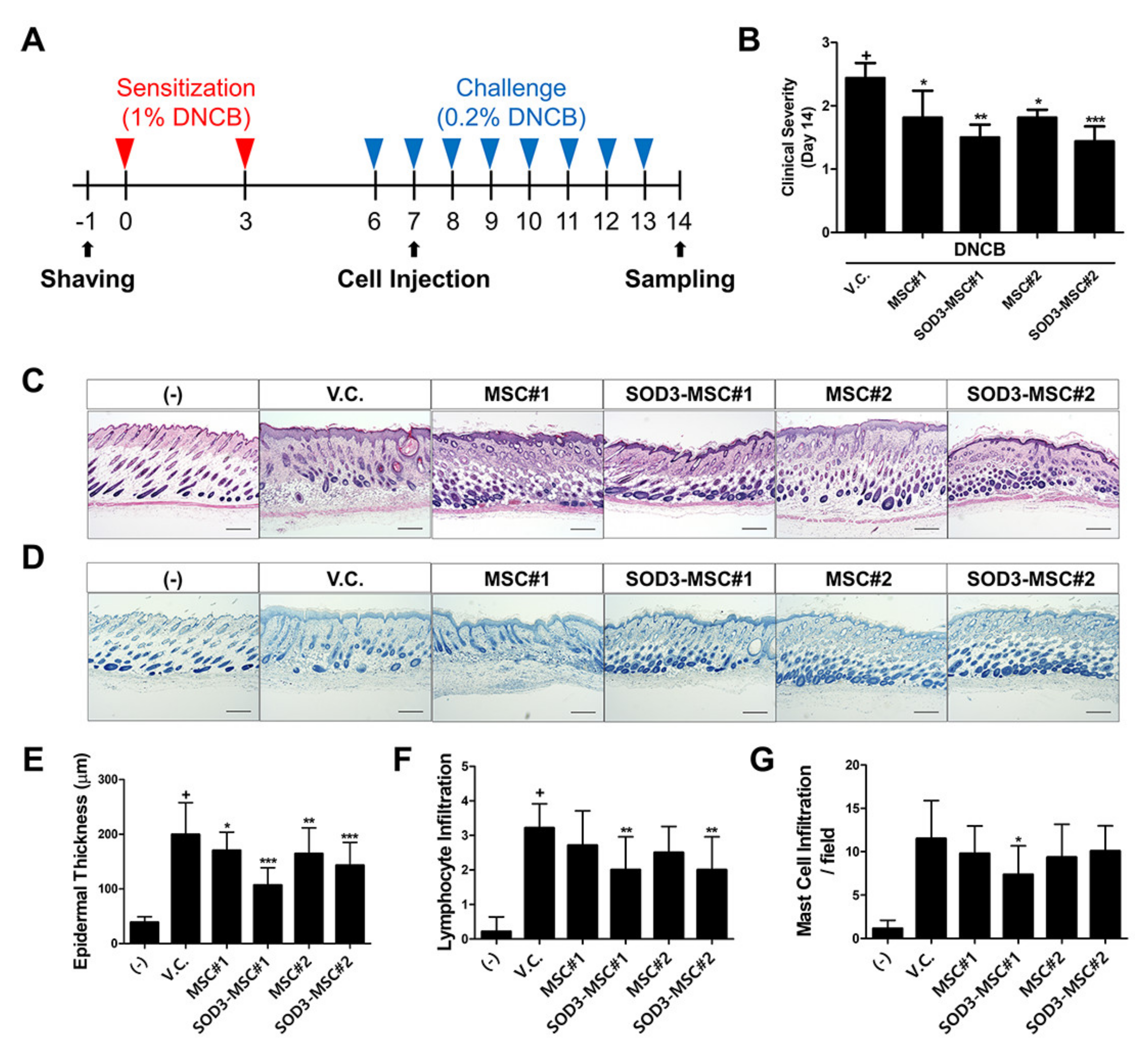 Antioxidants 09 01165 g005