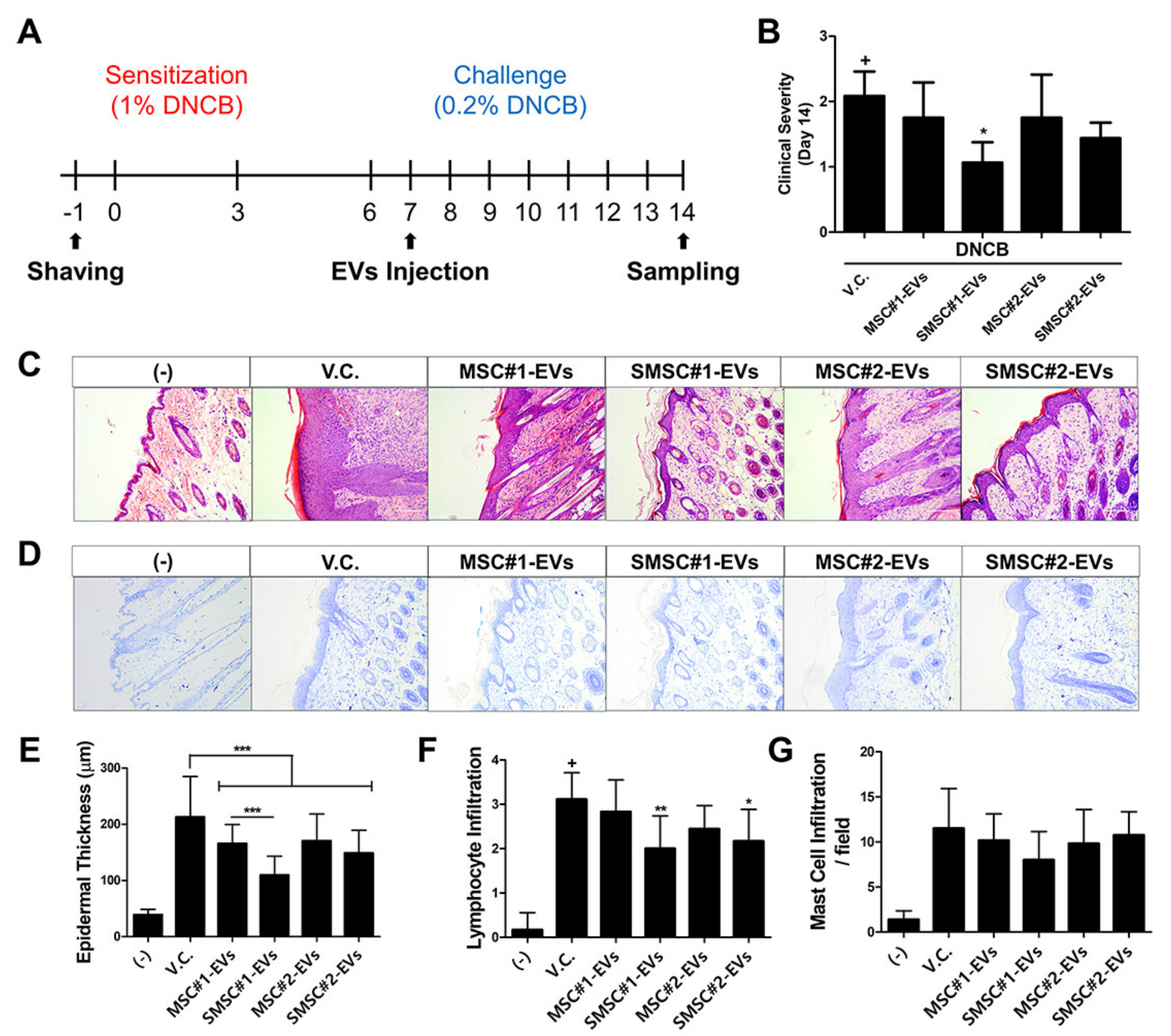 Antioxidants 09 01165 g008