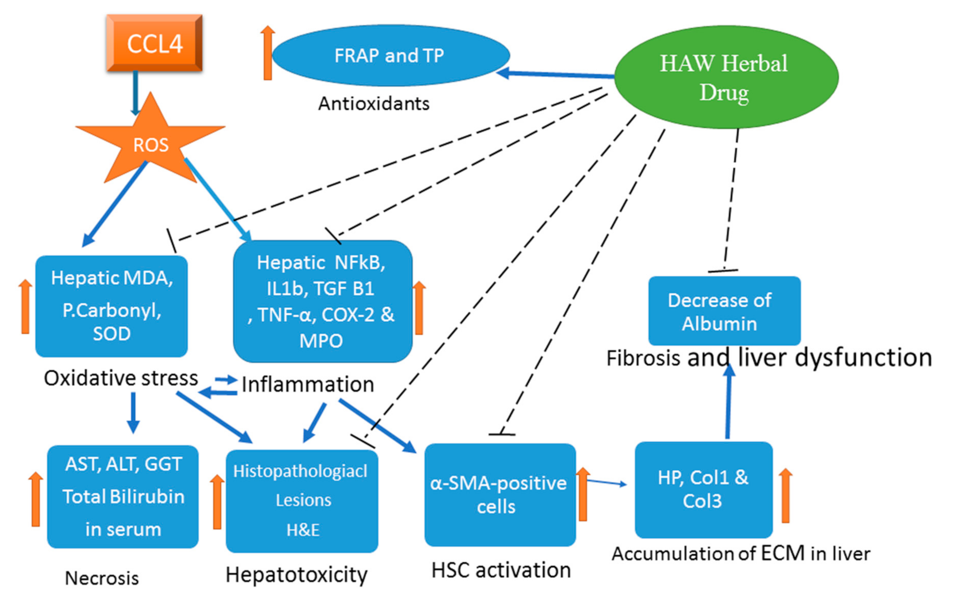 Antioxidants 09 01173 g007