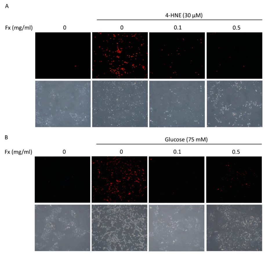 Antioxidants 09 01176 g002