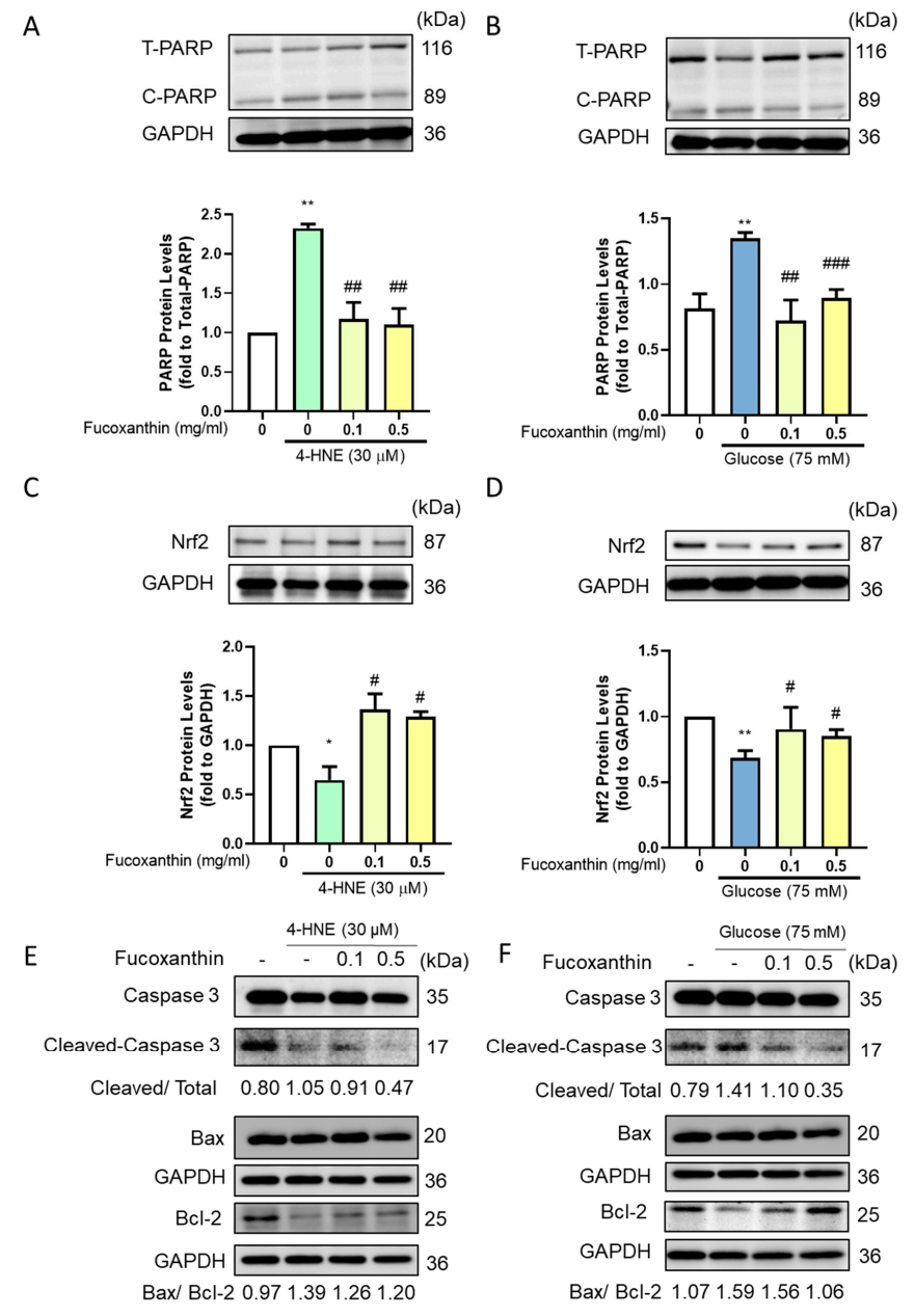 Antioxidants 09 01176 g003