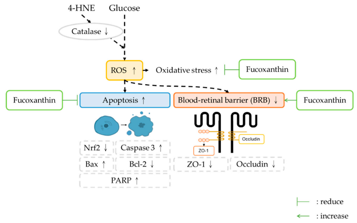 Antioxidants 09 01176 g008