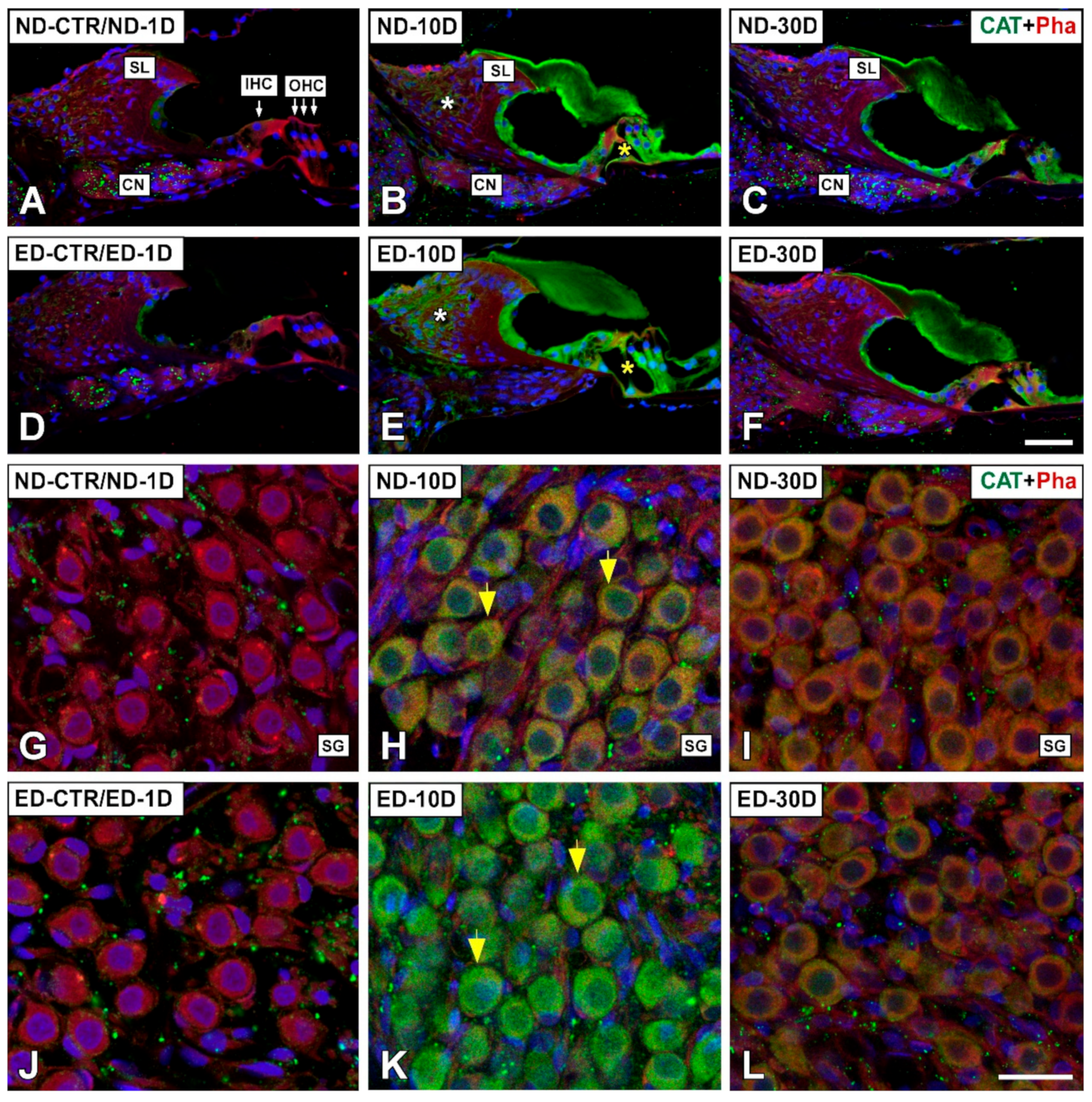Antioxidants 09 01177 g005 Antioxidants 09 01177 g005