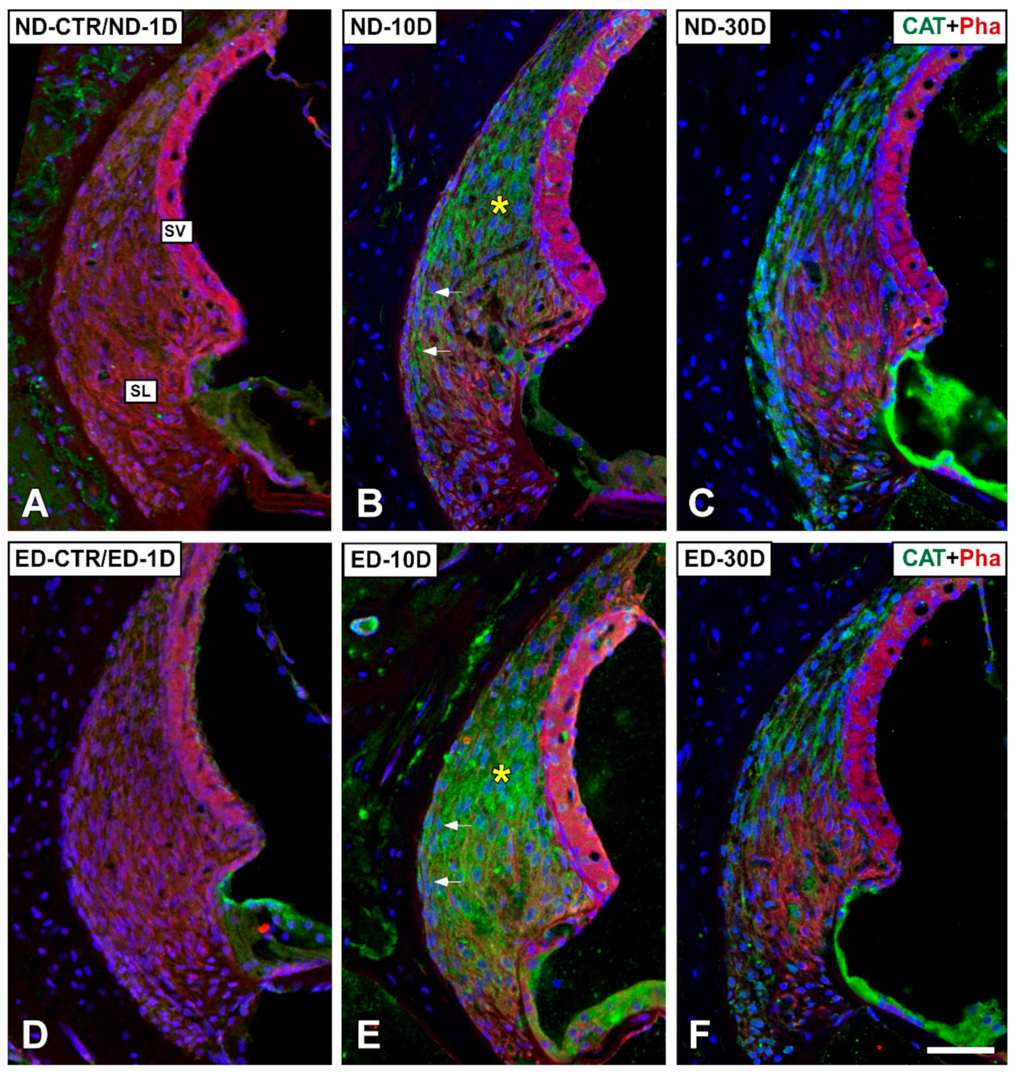 Antioxidants 09 01177 g006 Antioxidants 09 01177 g006