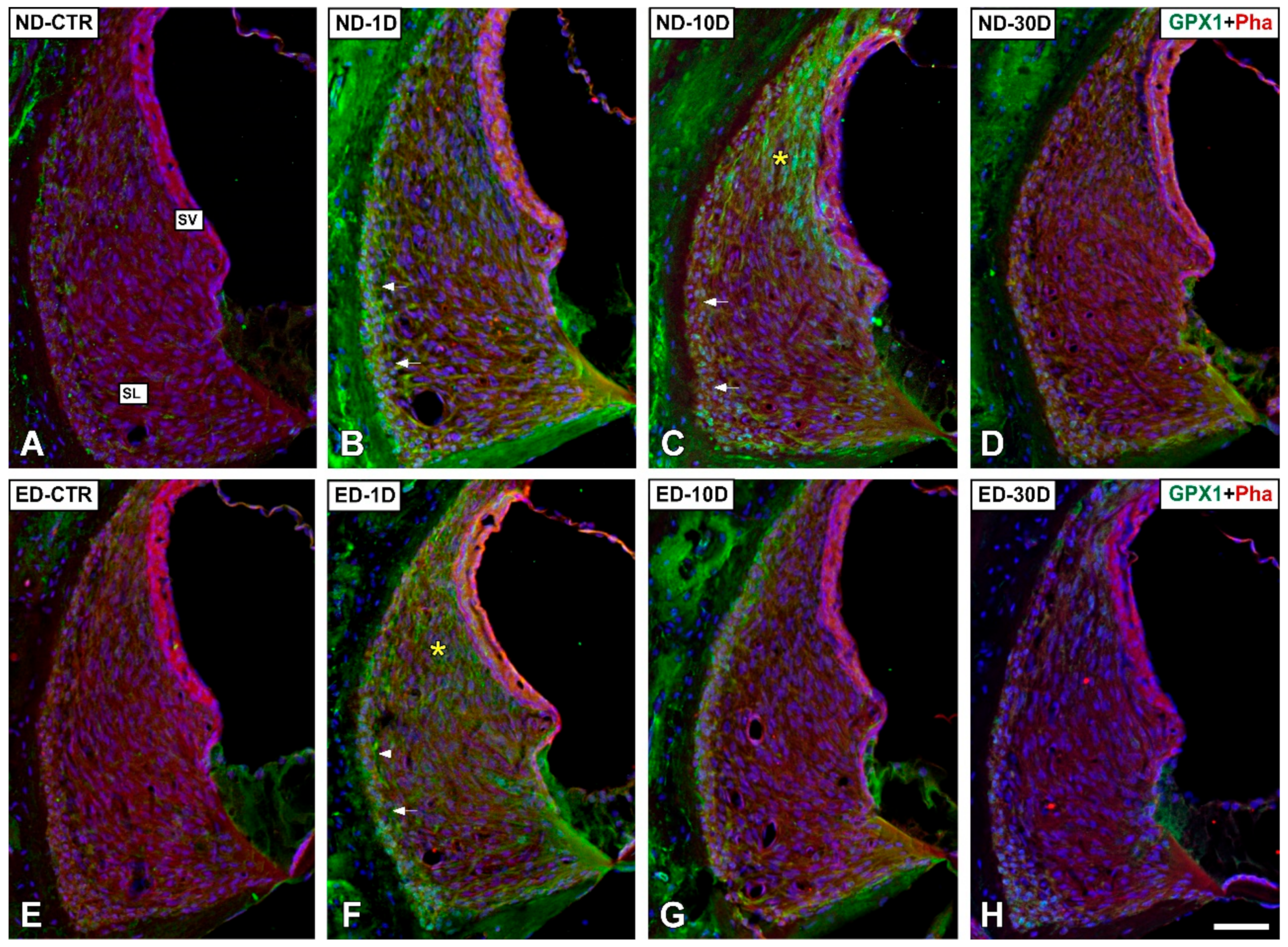 Antioxidants 09 01177 g008 Antioxidants 09 01177 g008