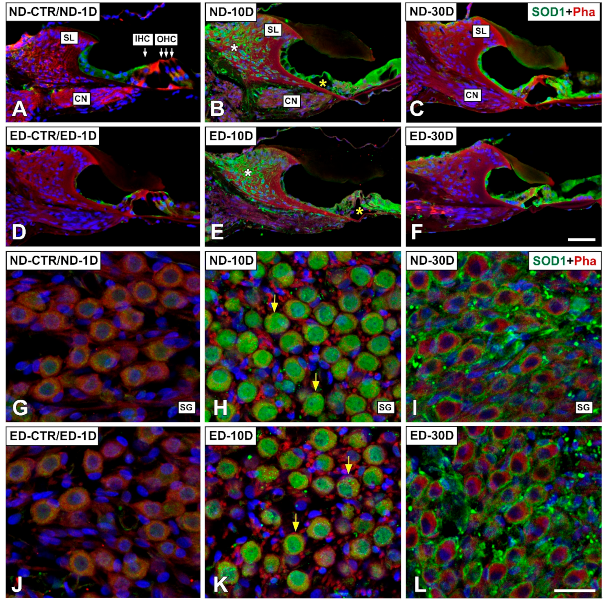 Antioxidants 09 01177 g009 Antioxidants 09 01177 g009