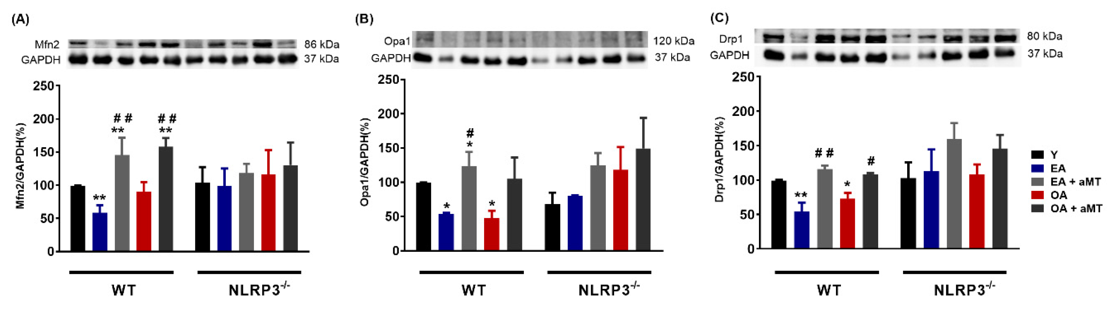Antioxidants 09 01187 g002