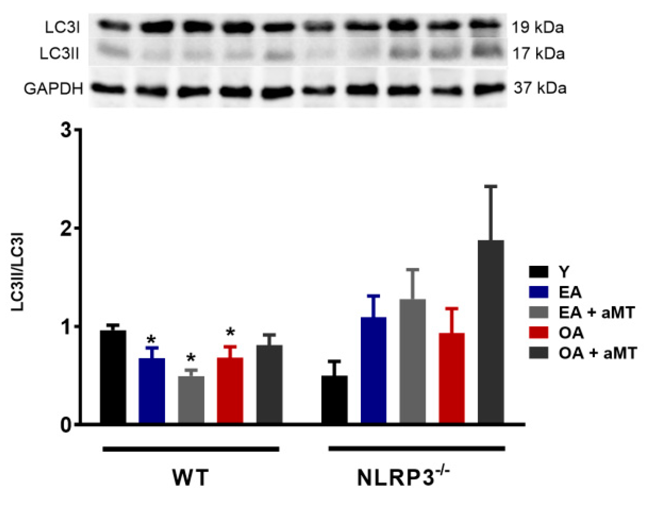 Antioxidants 09 01187 g003