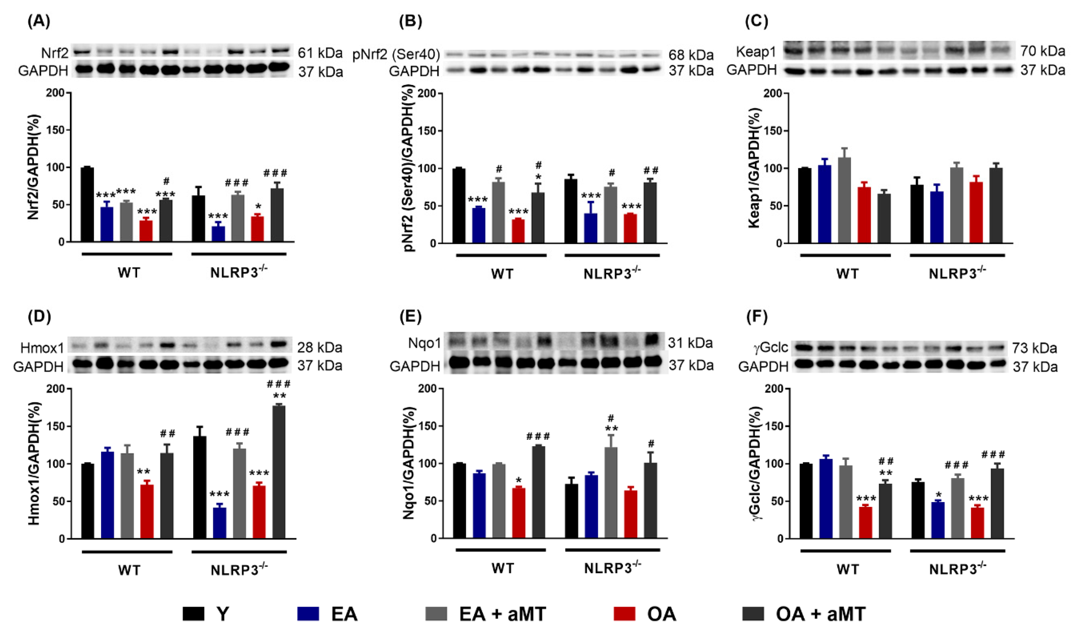 Antioxidants 09 01187 g005