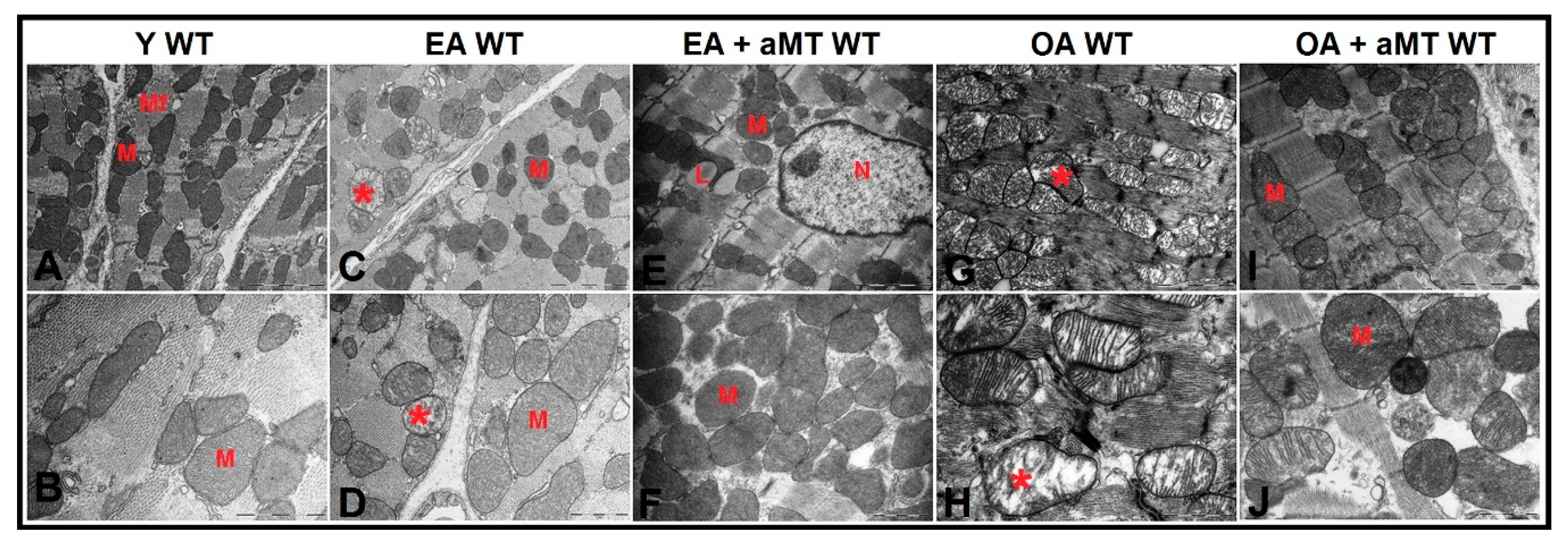 Antioxidants 09 01187 g006