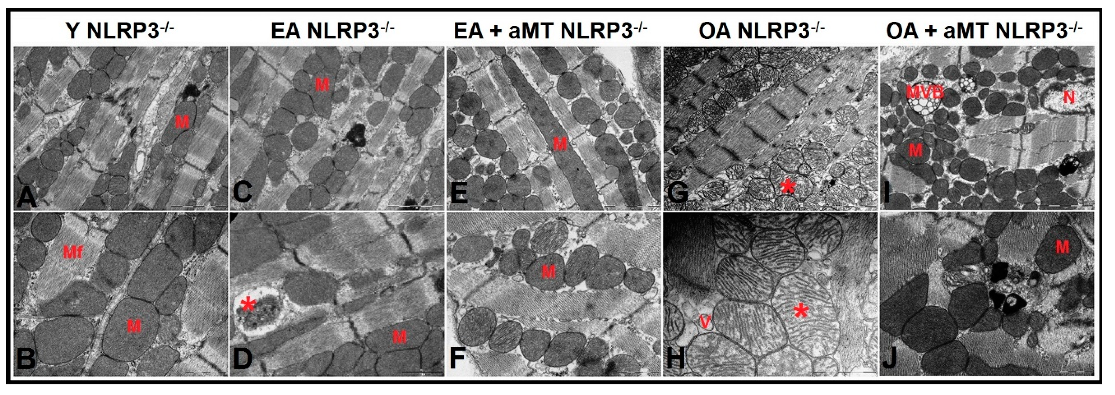Antioxidants 09 01187 g007