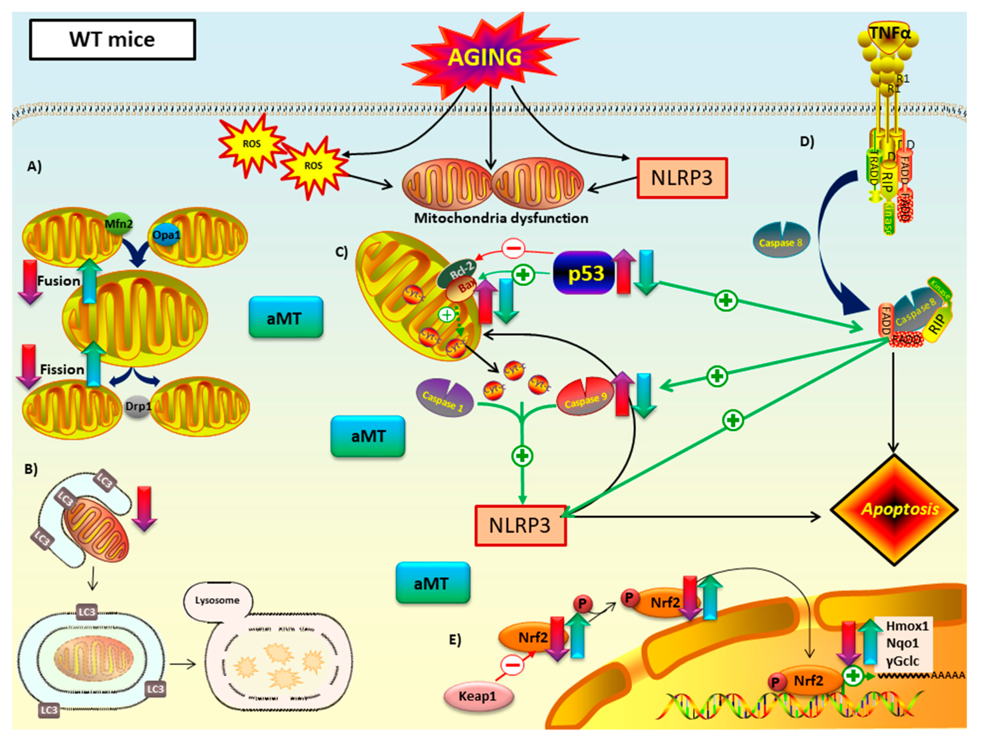 Antioxidants 09 01187 g009