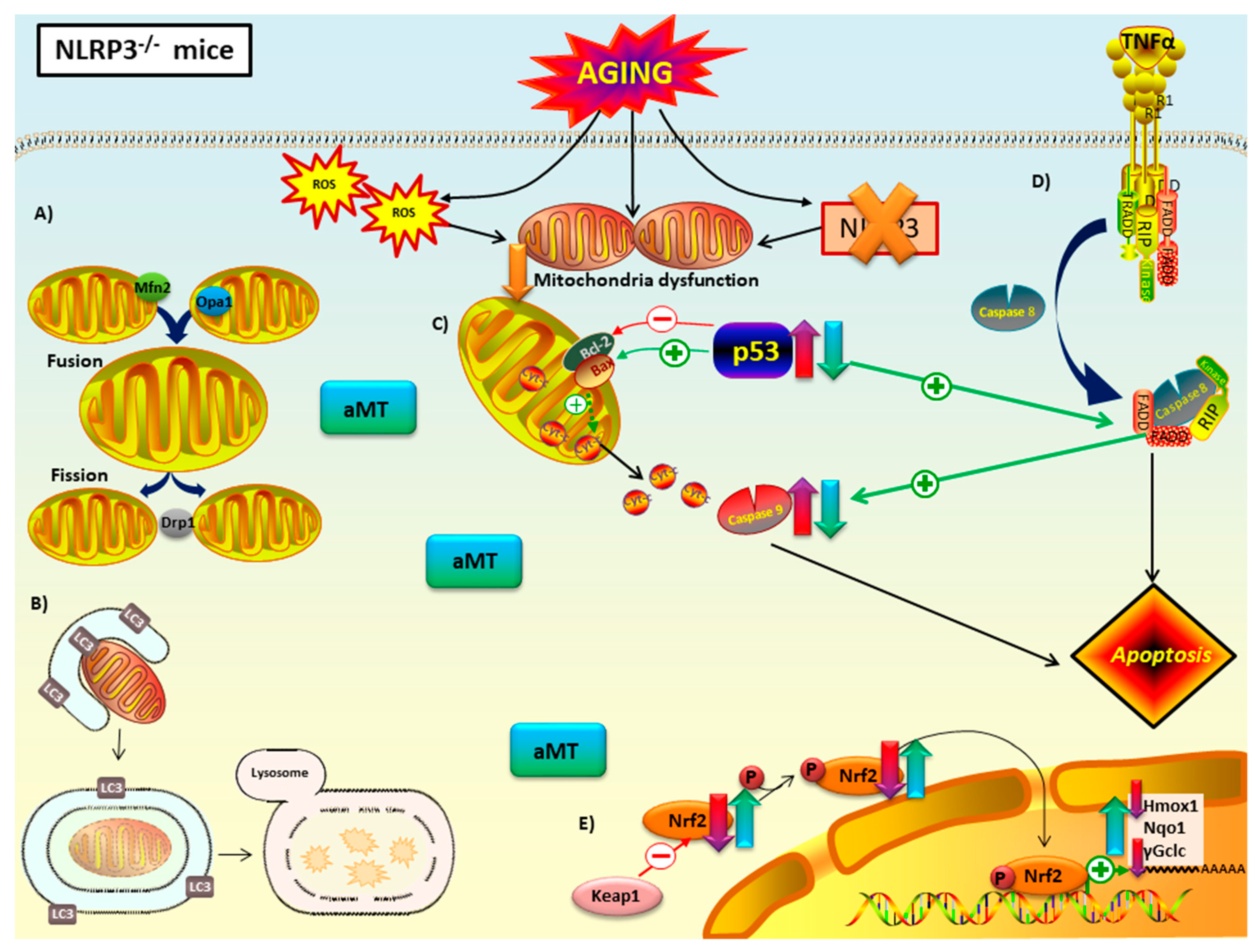 Antioxidants 09 01187 g010