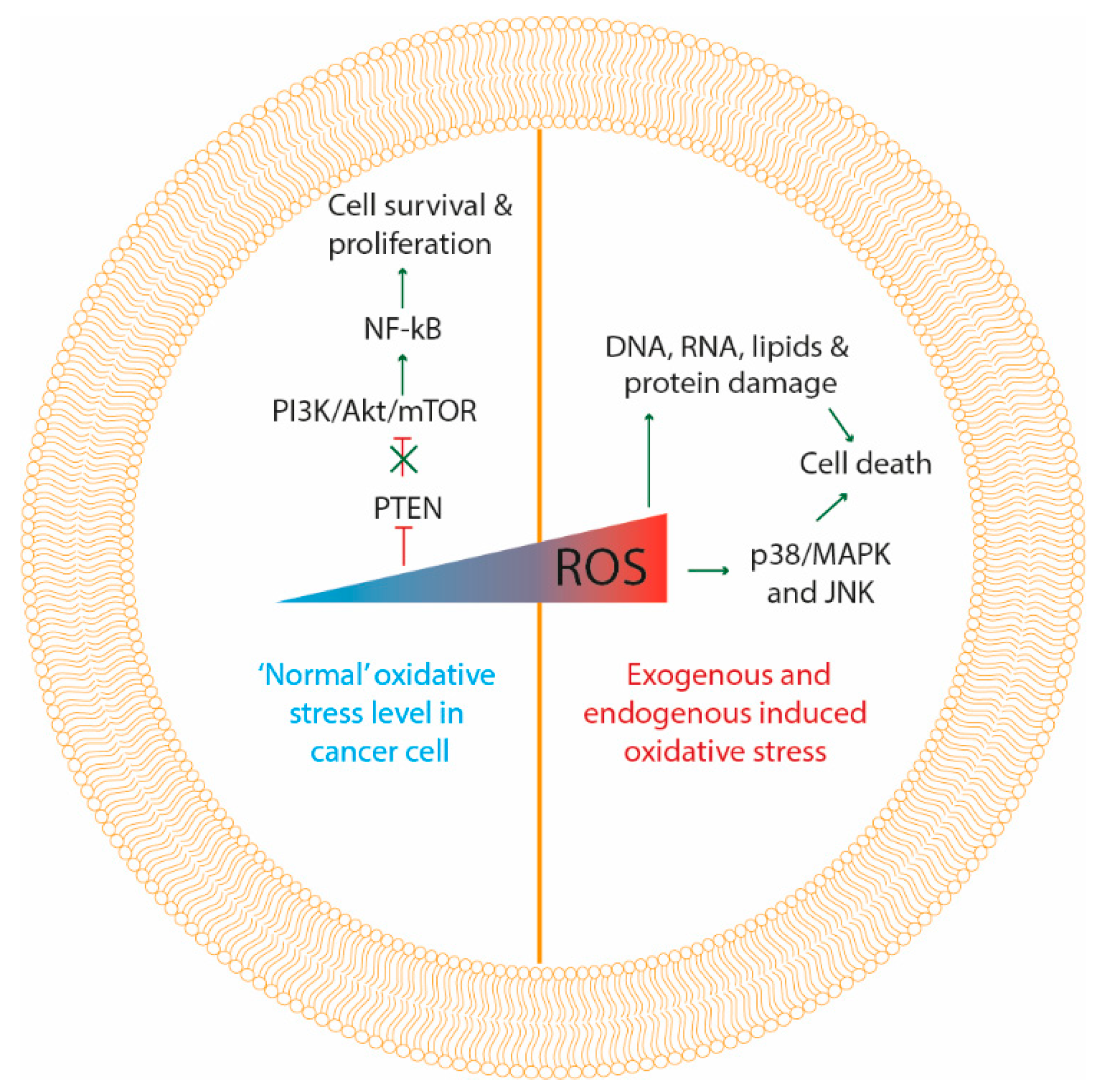 Antioxidants 09 01188 g002