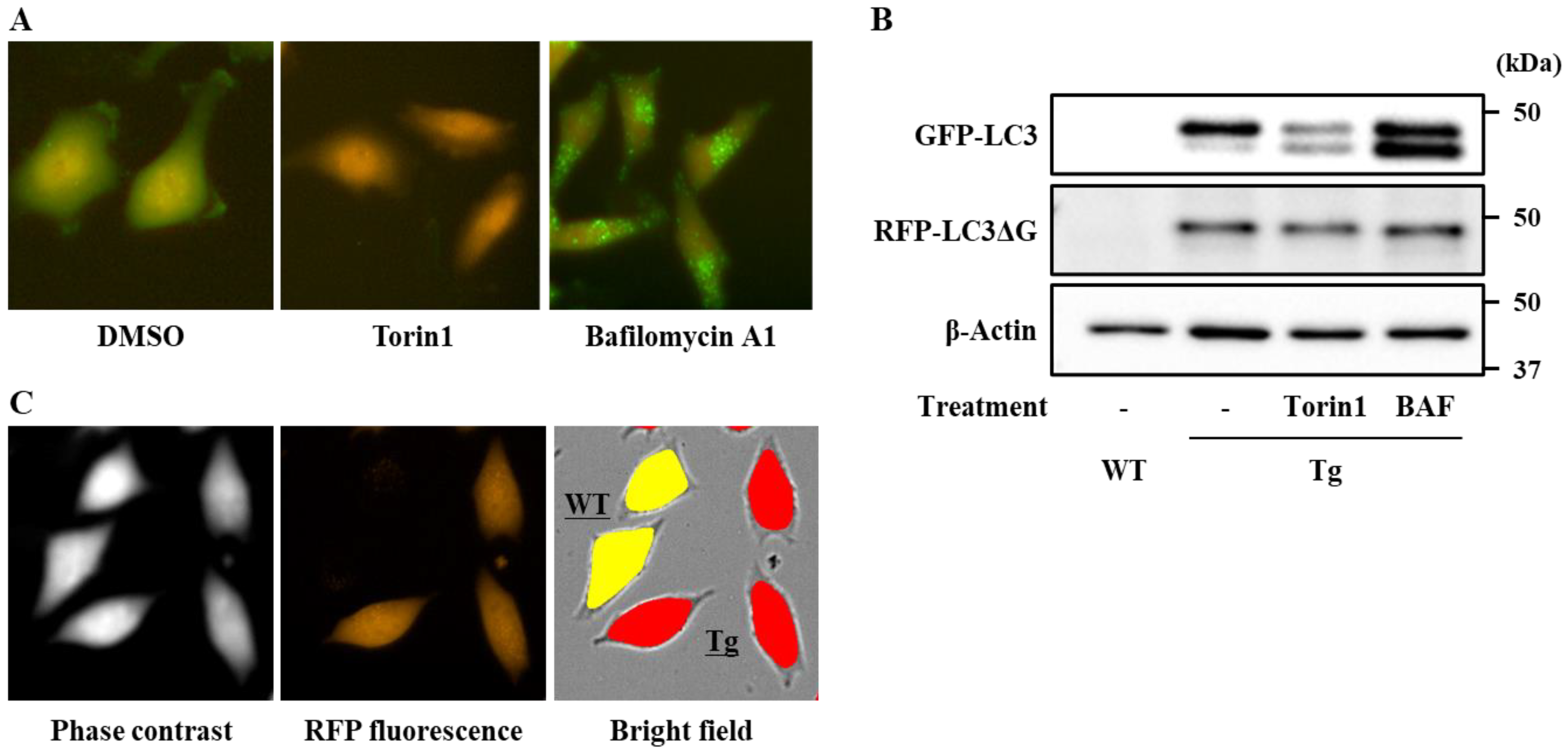 Antioxidants 09 01193 g001