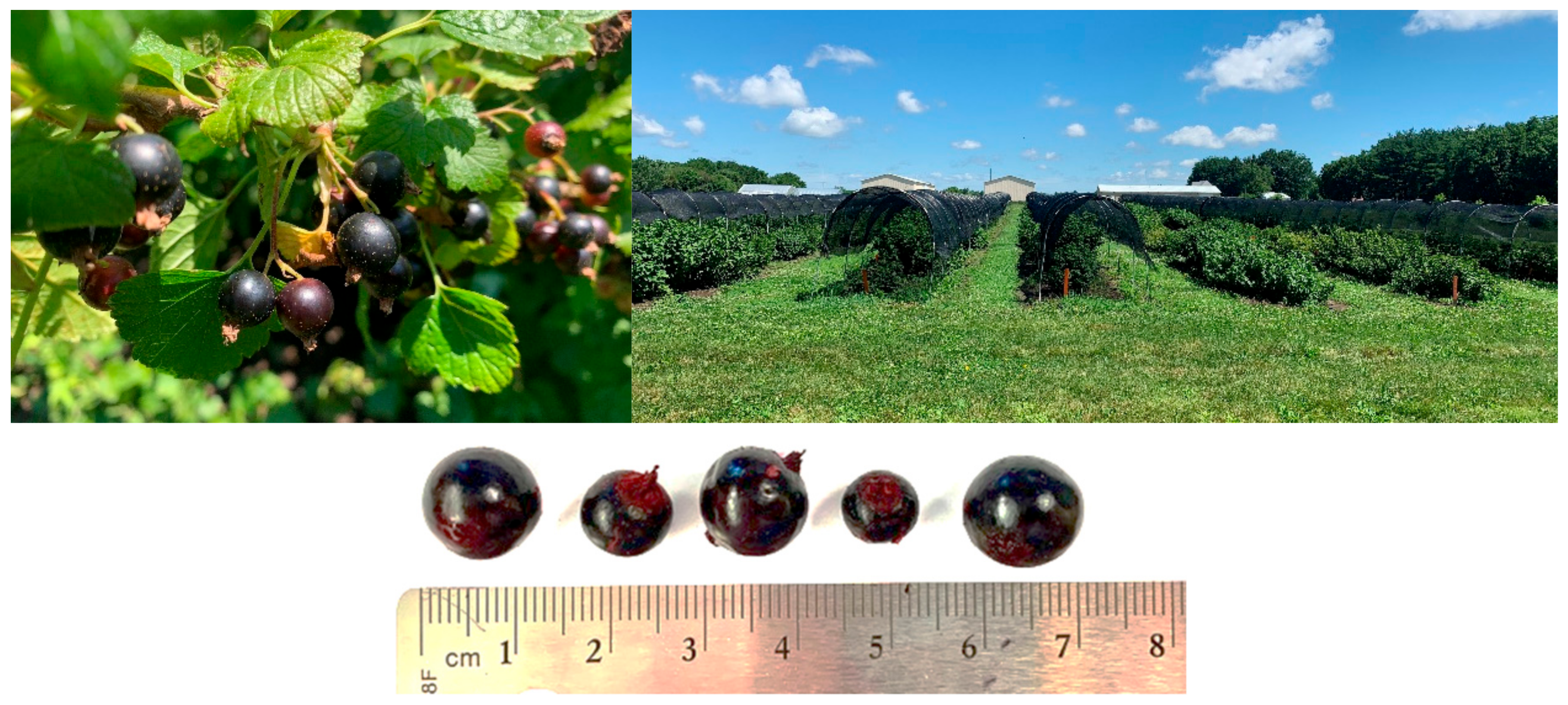 Antioxidants 09 01194 g001