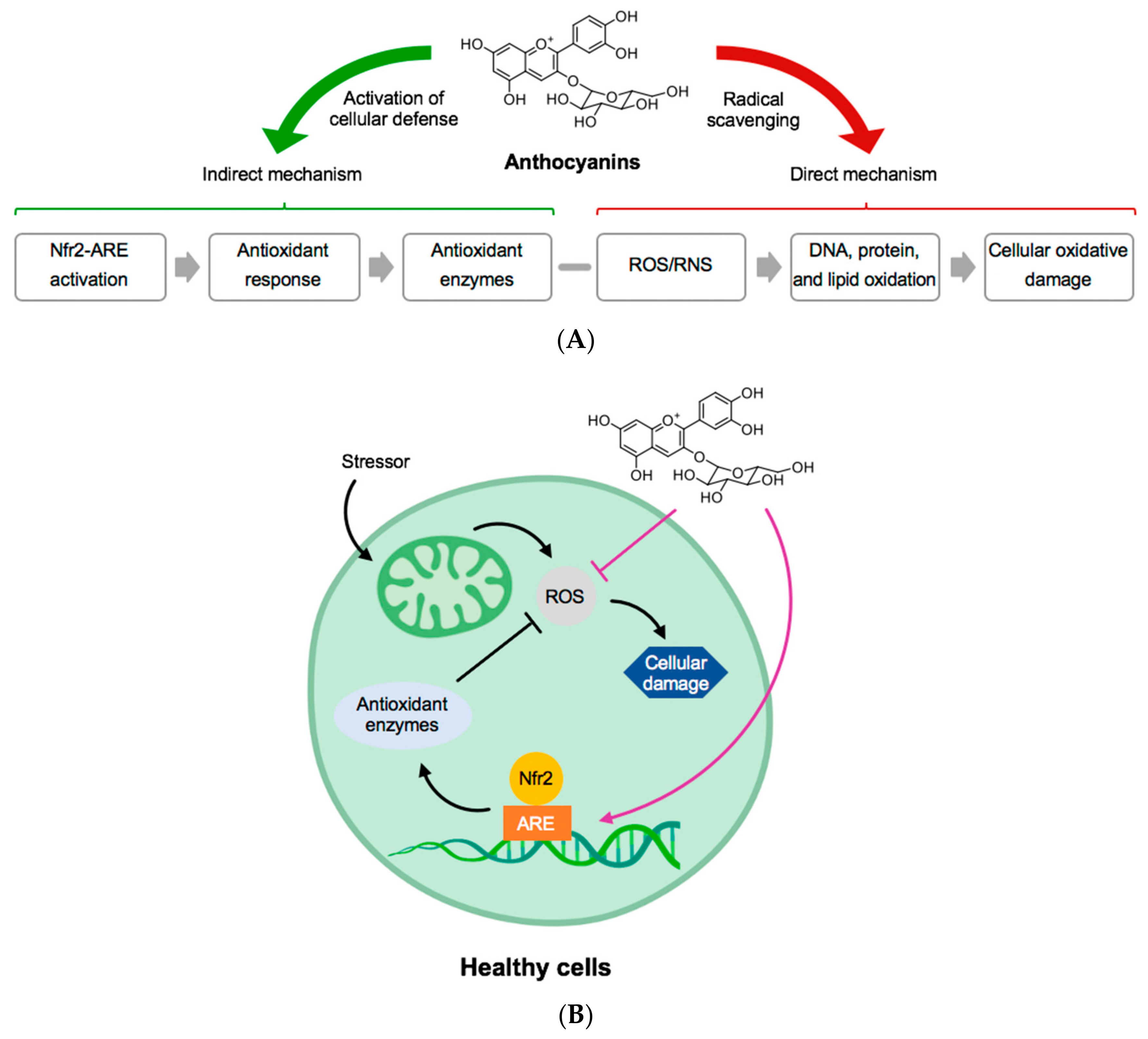 Antioxidants 09 01194 g002
