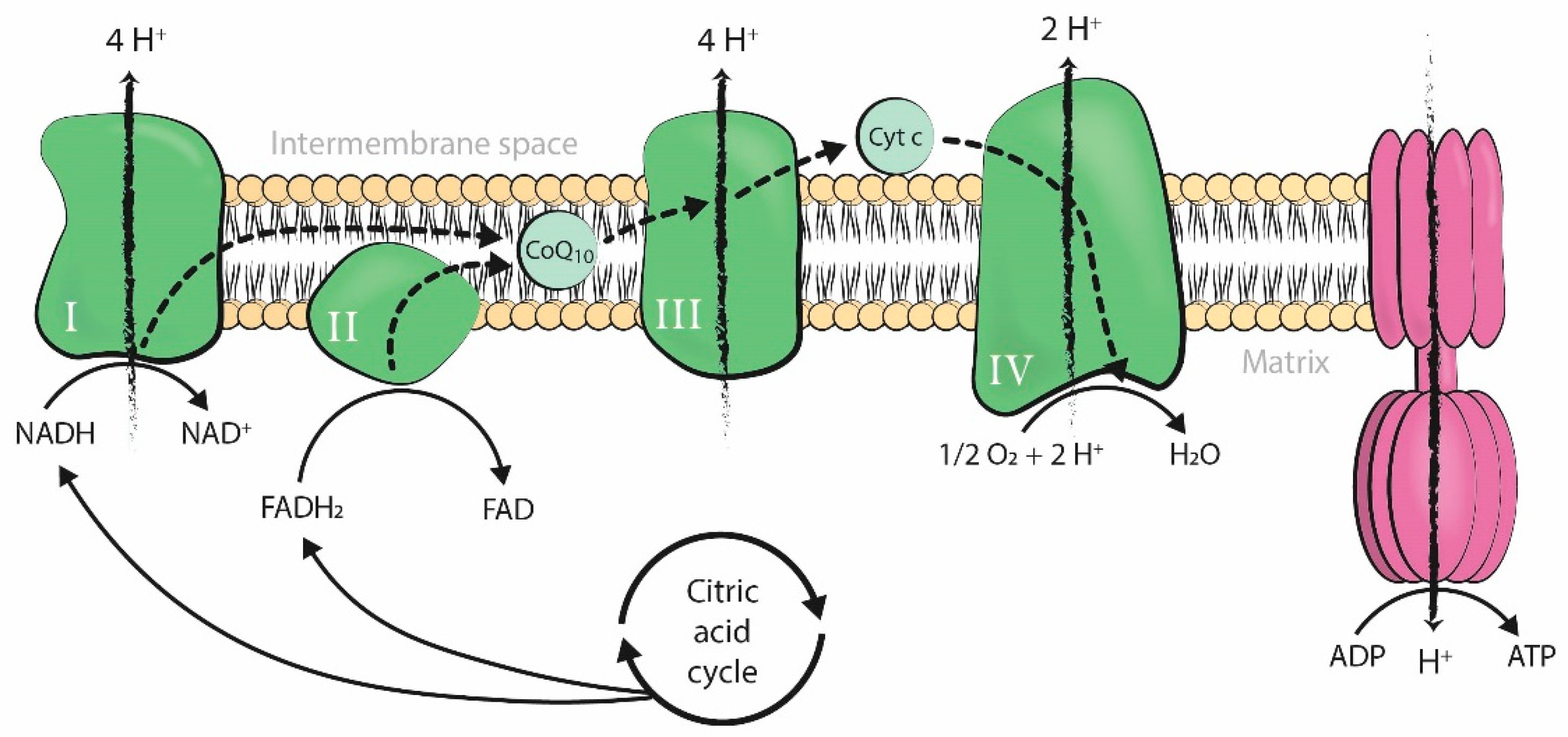 Antioxidants 09 01197 g001