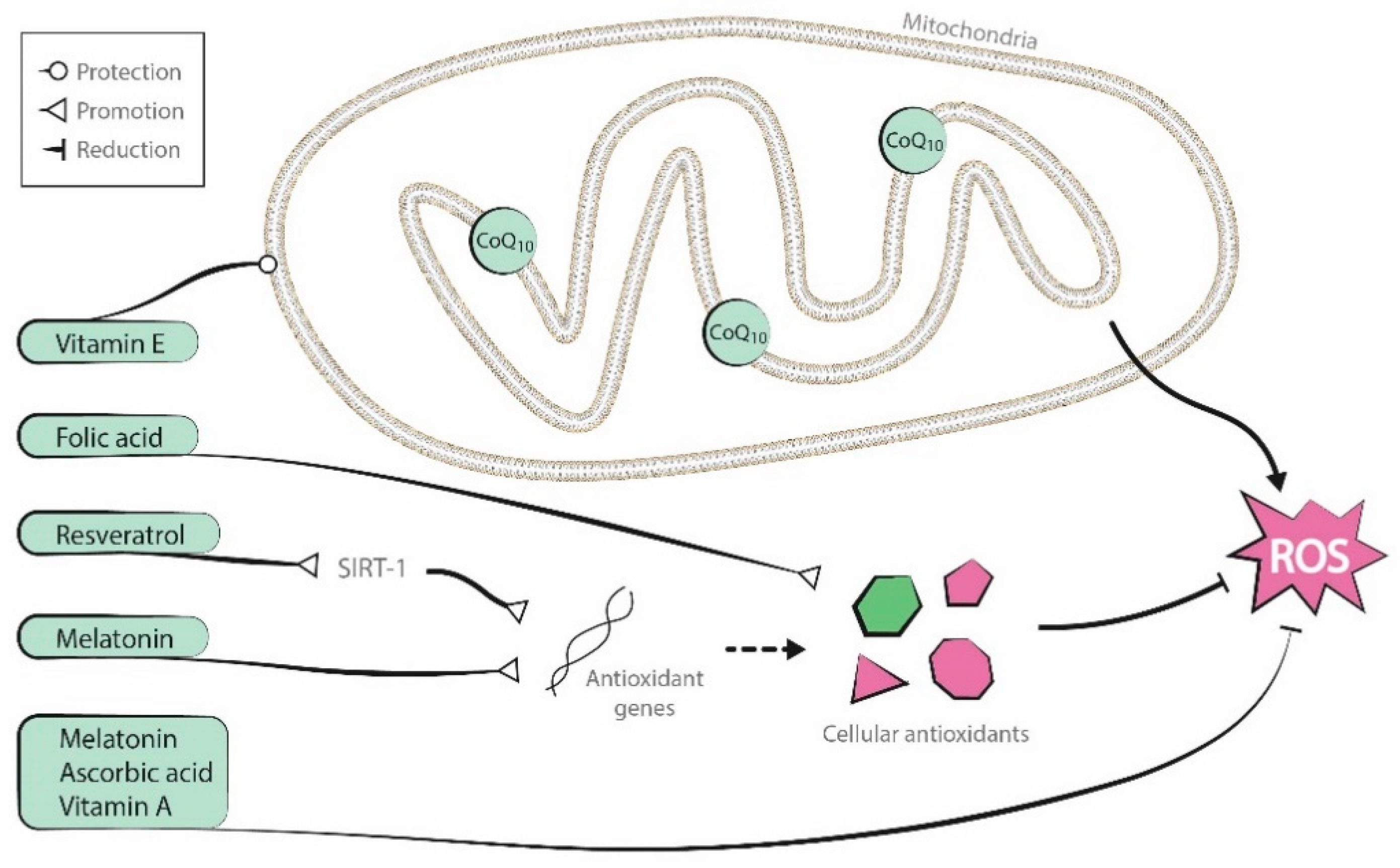 Antioxidants 09 01197 g002
