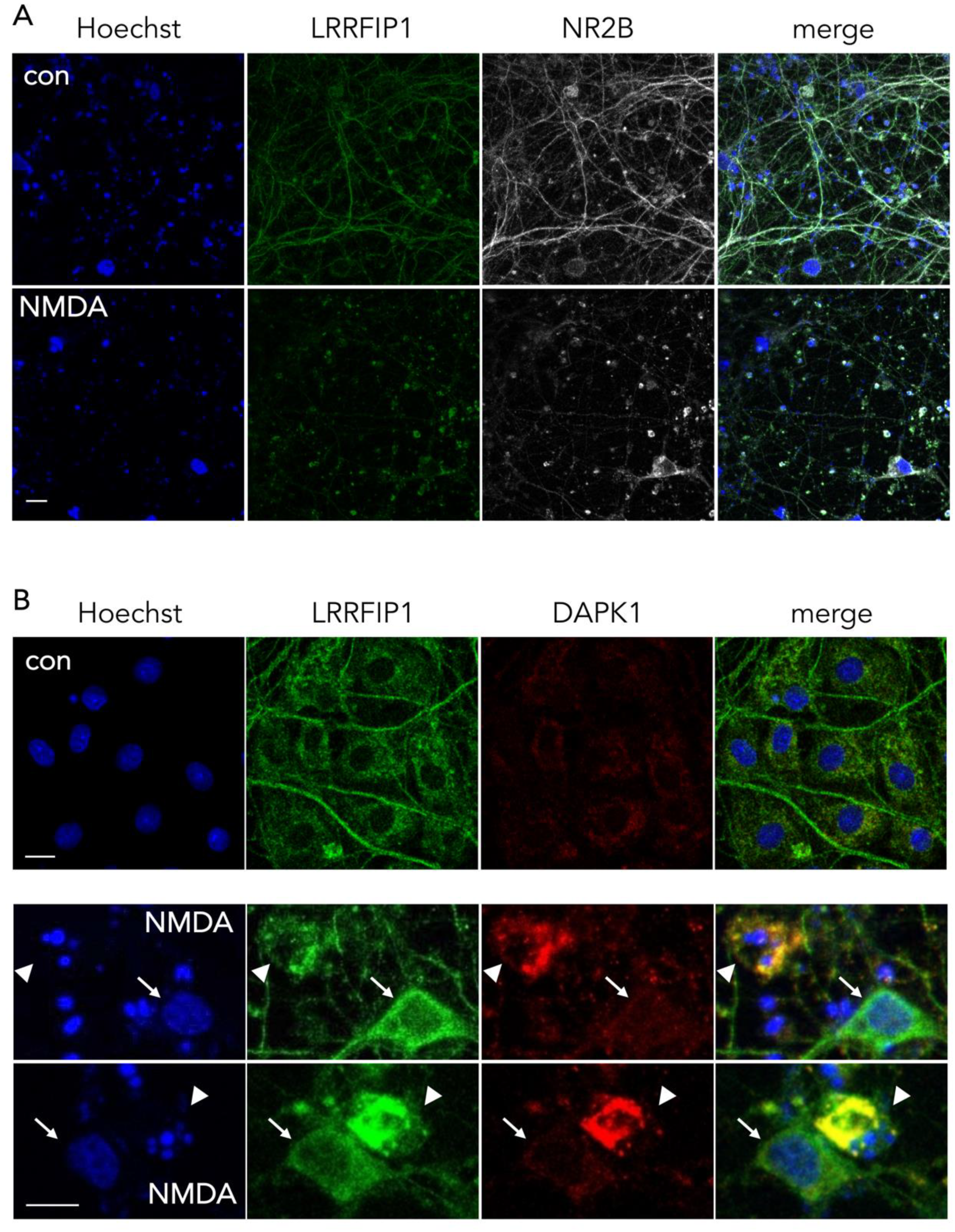 Antioxidants 09 01202 g007