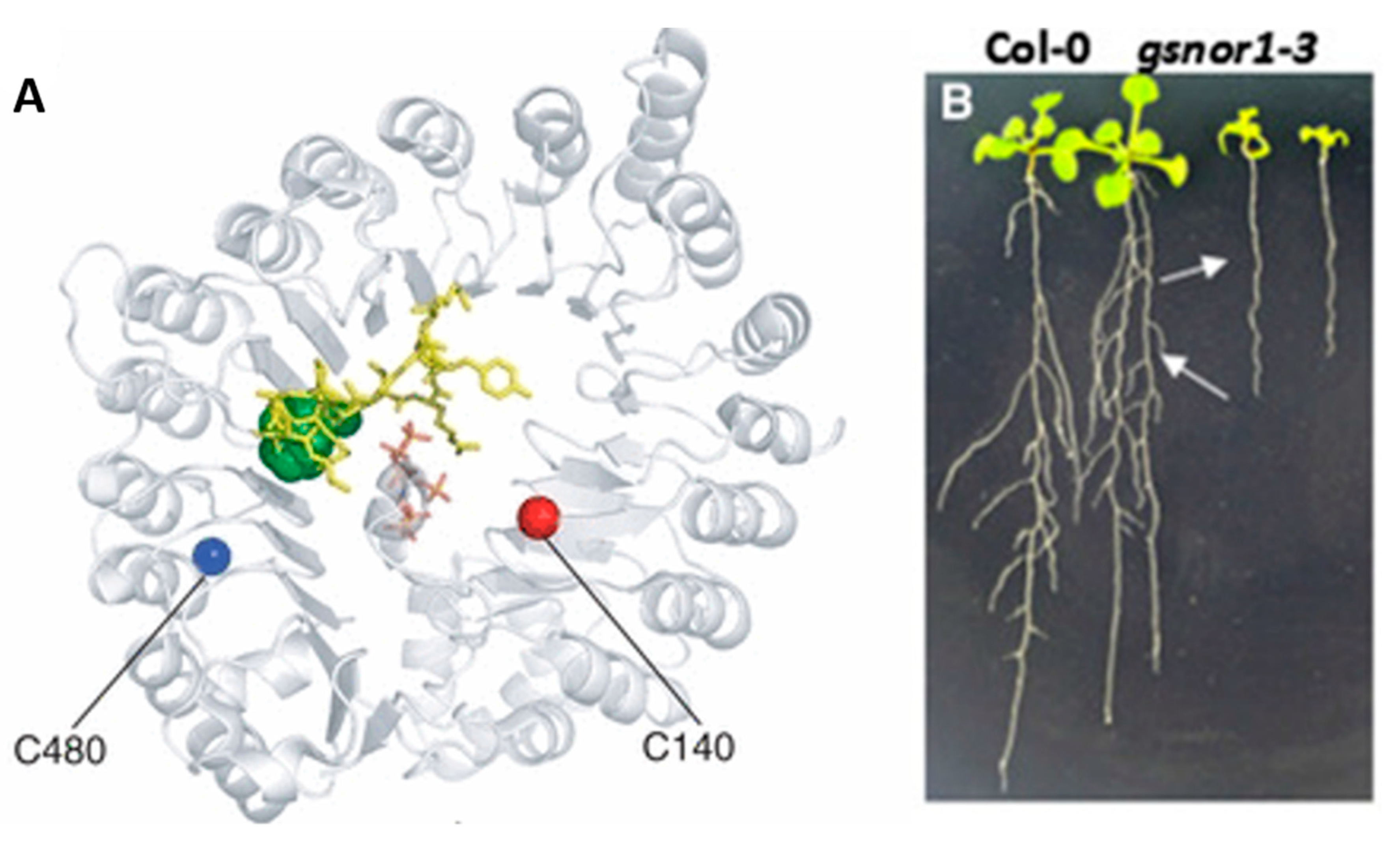 Antioxidants 09 01206 g006