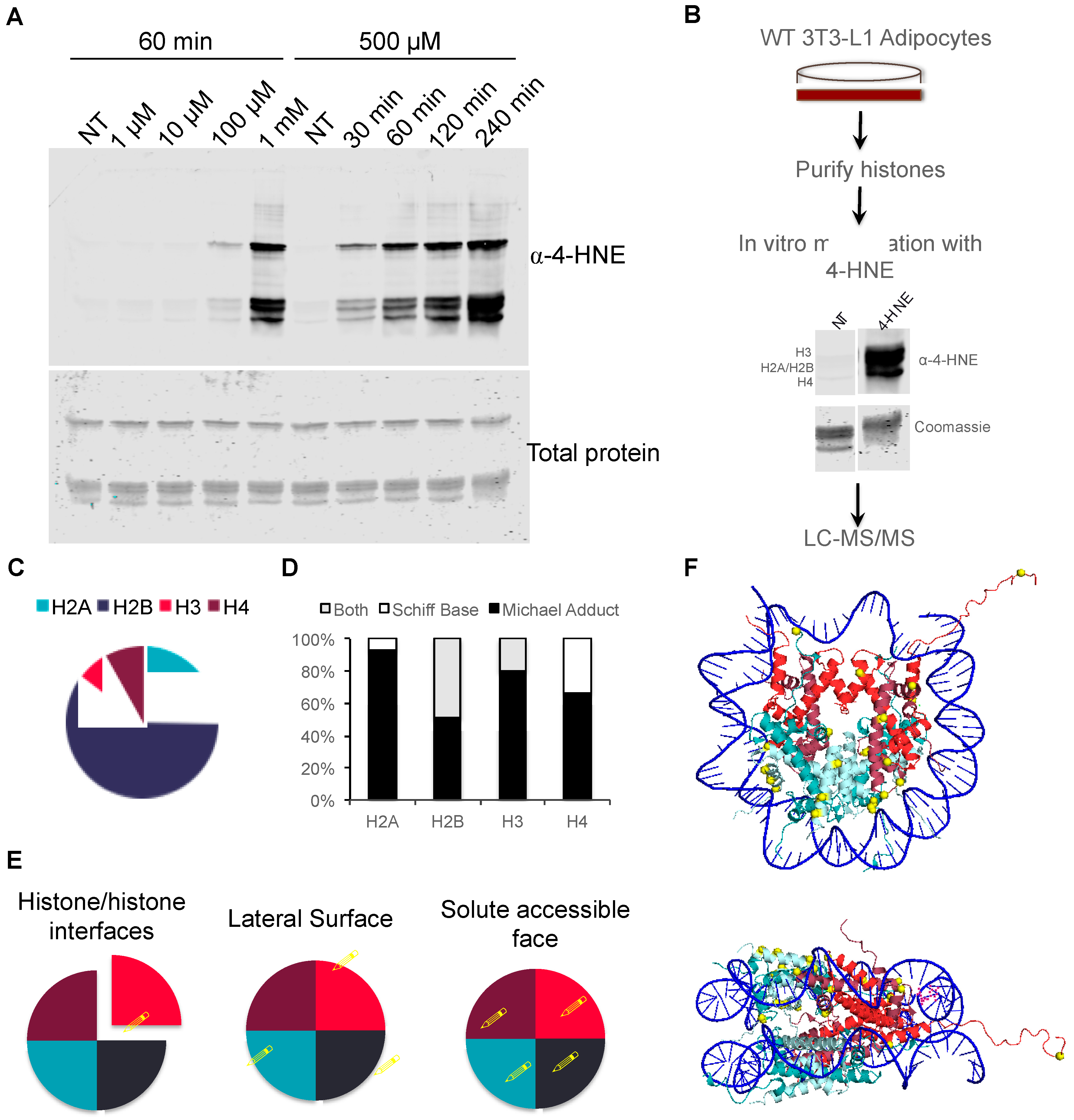 Antioxidants 09 01210 g003