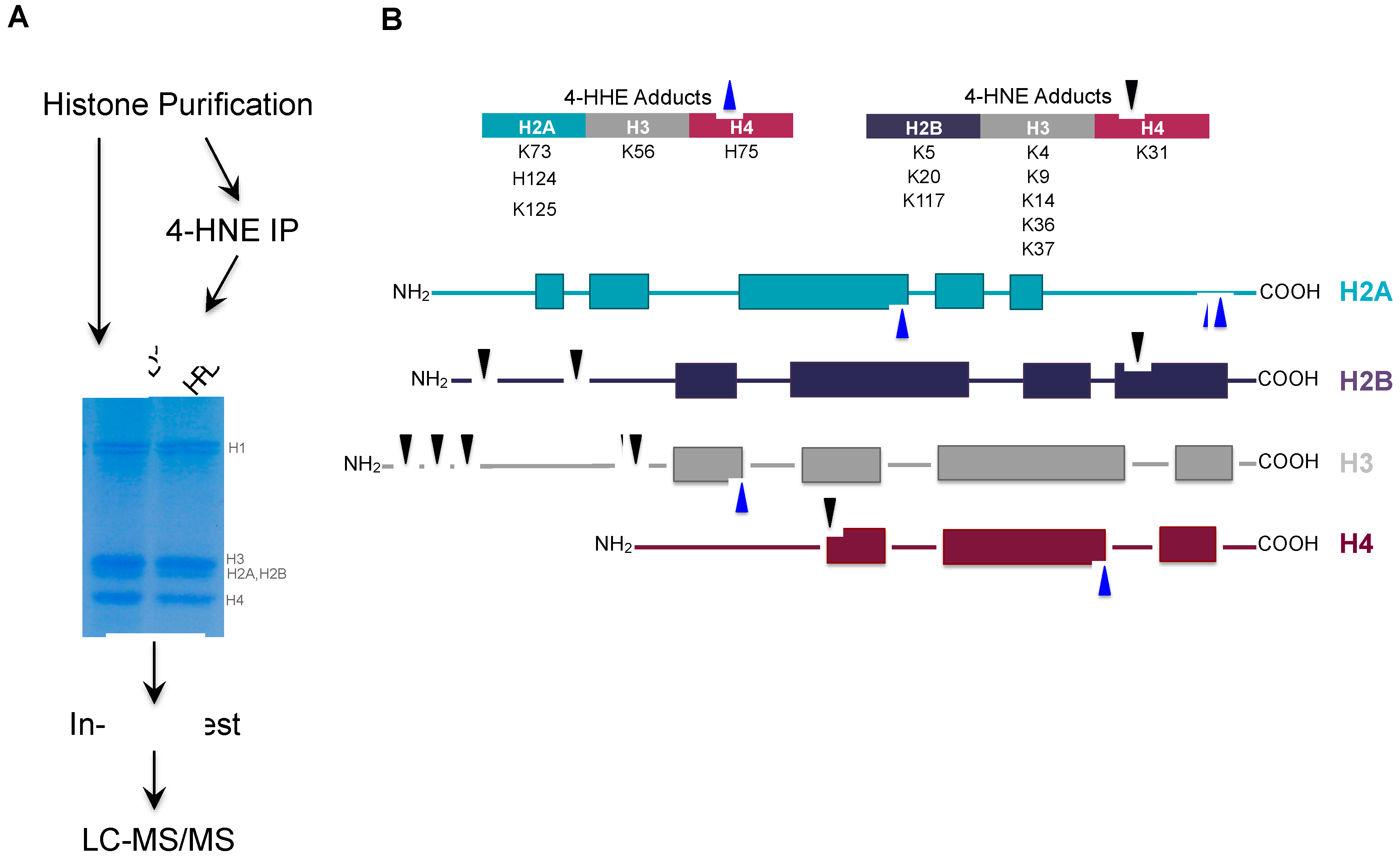 Antioxidants 09 01210 g004