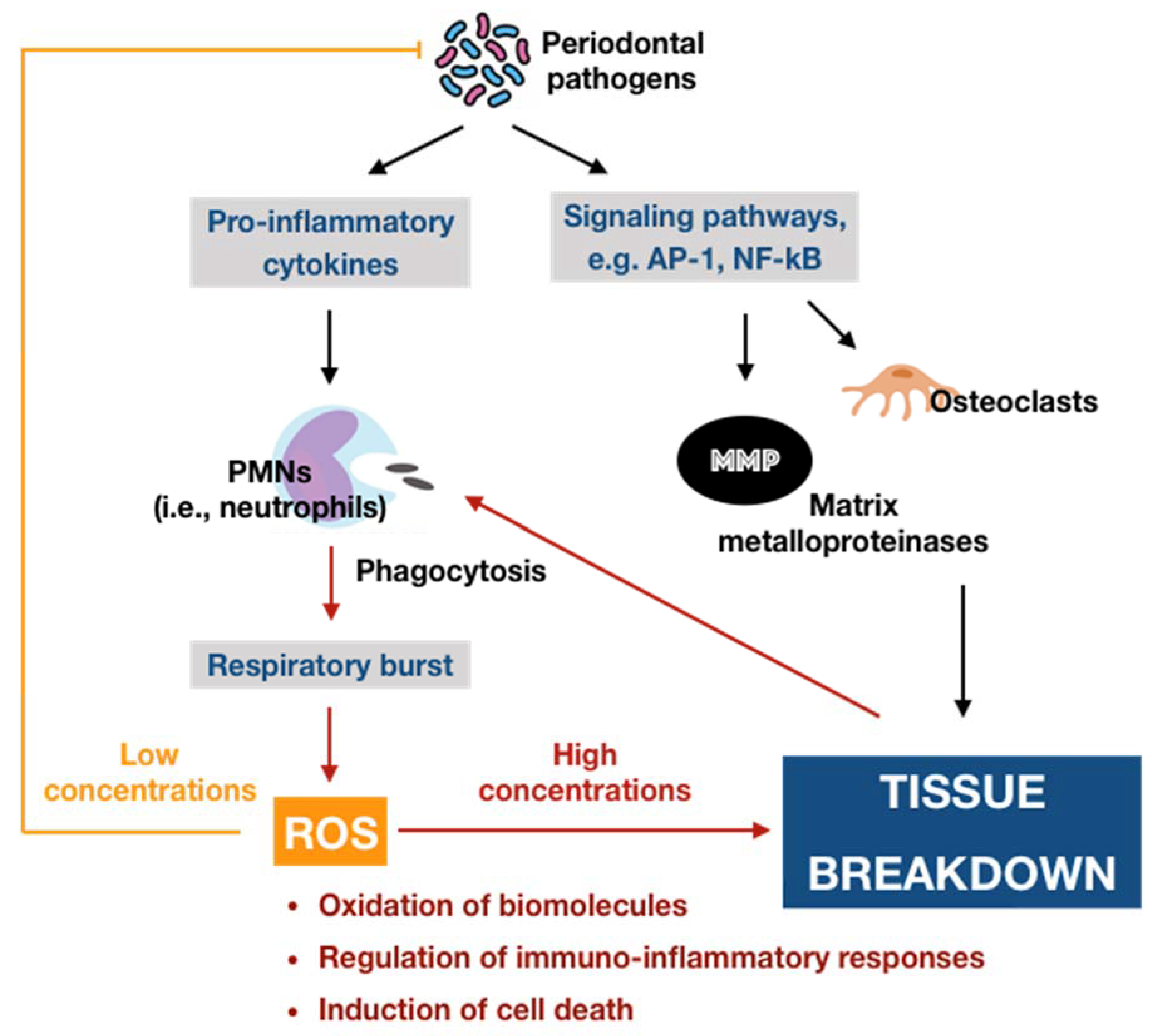 Antioxidants 09 01211 g002