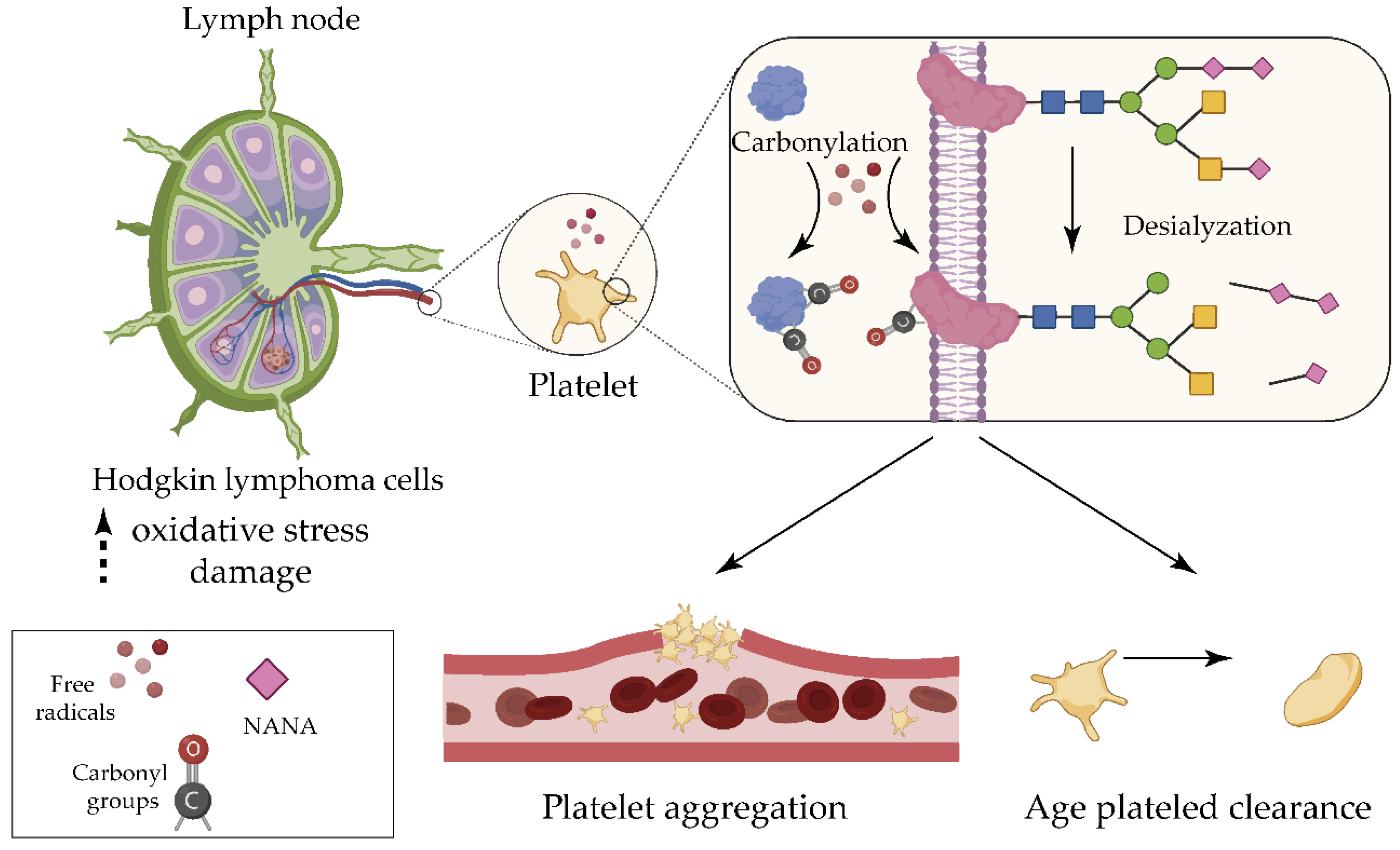 Antioxidants 09 01212 g002