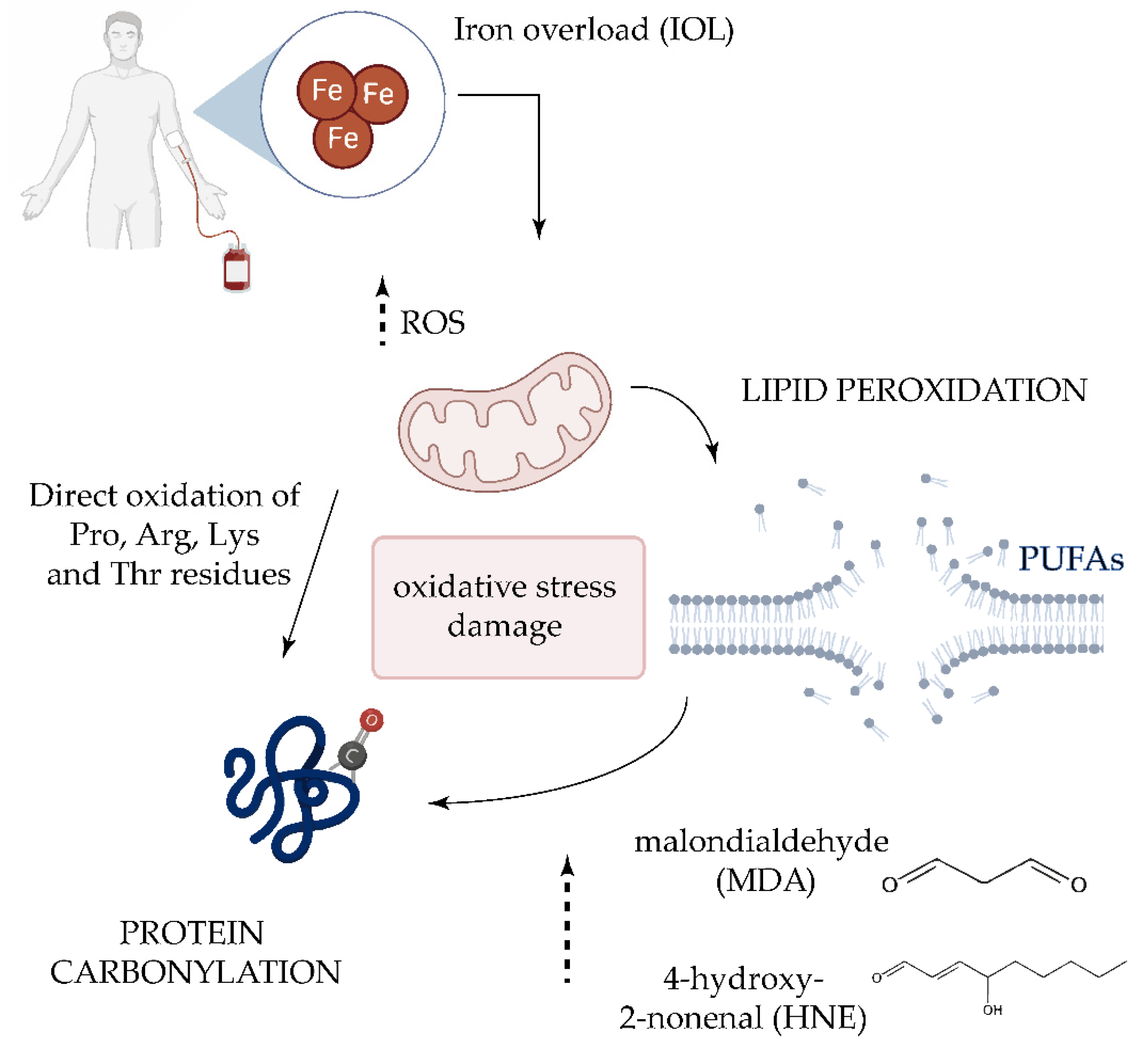 Antioxidants 09 01212 g003