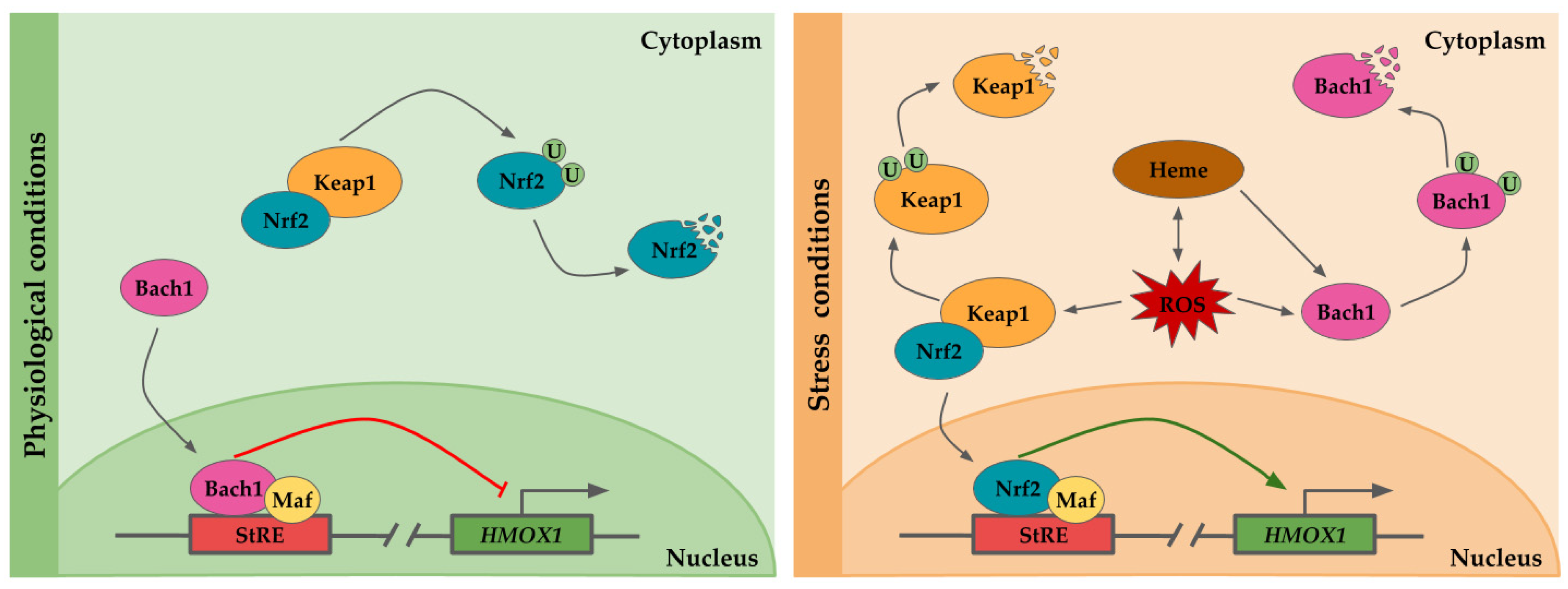 Antioxidants 09 01214 g001