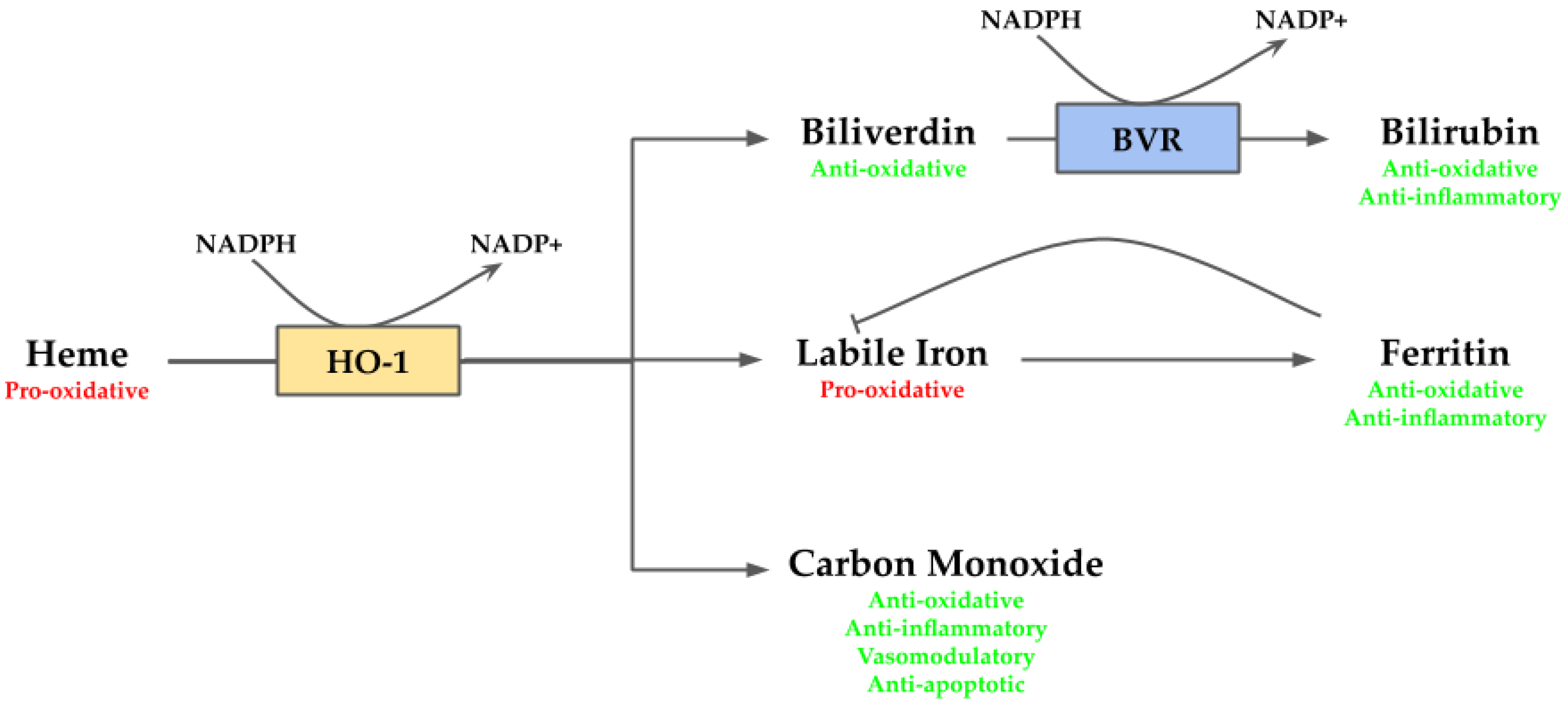 Antioxidants 09 01214 g002