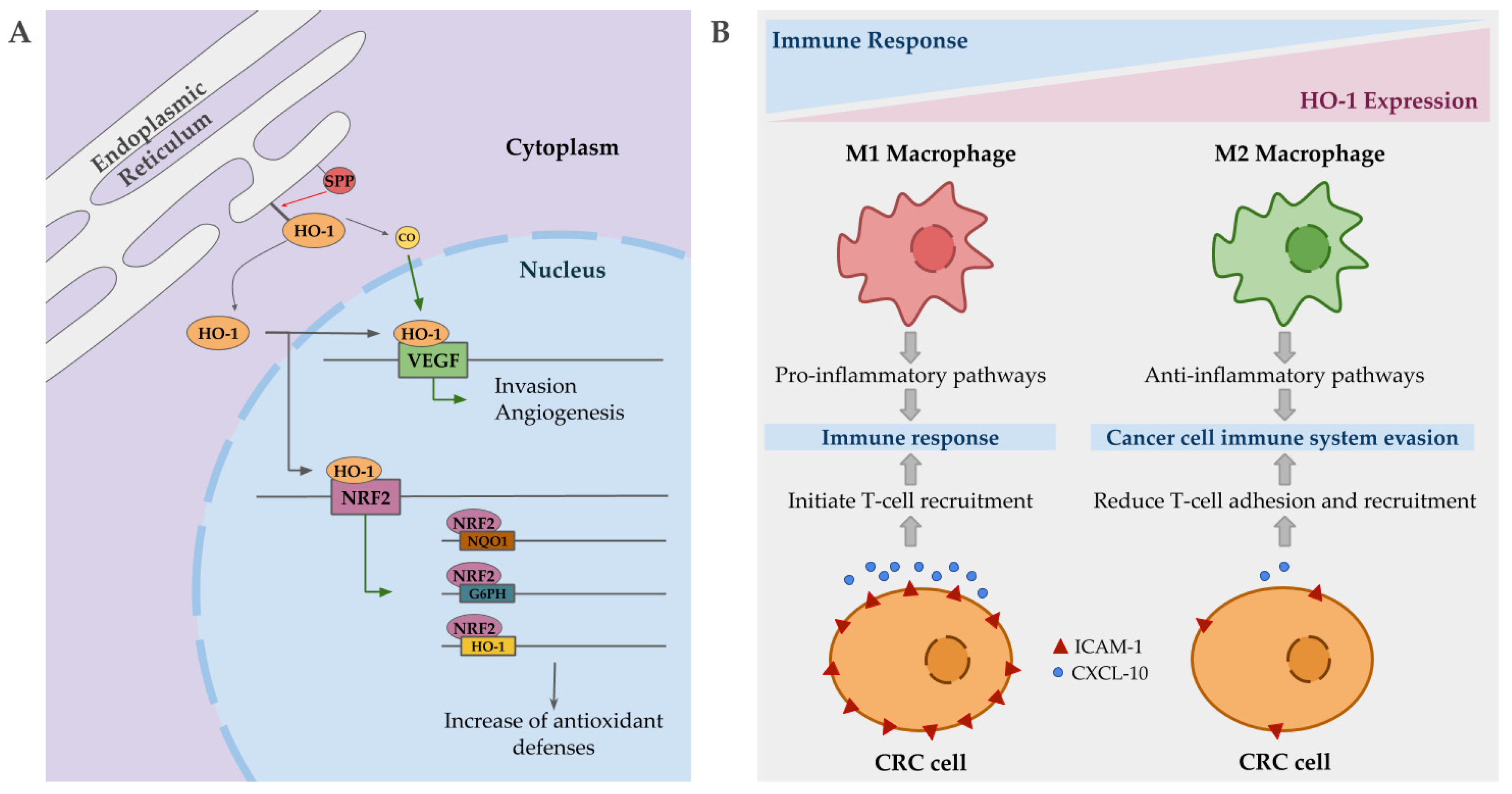 Antioxidants 09 01214 g003