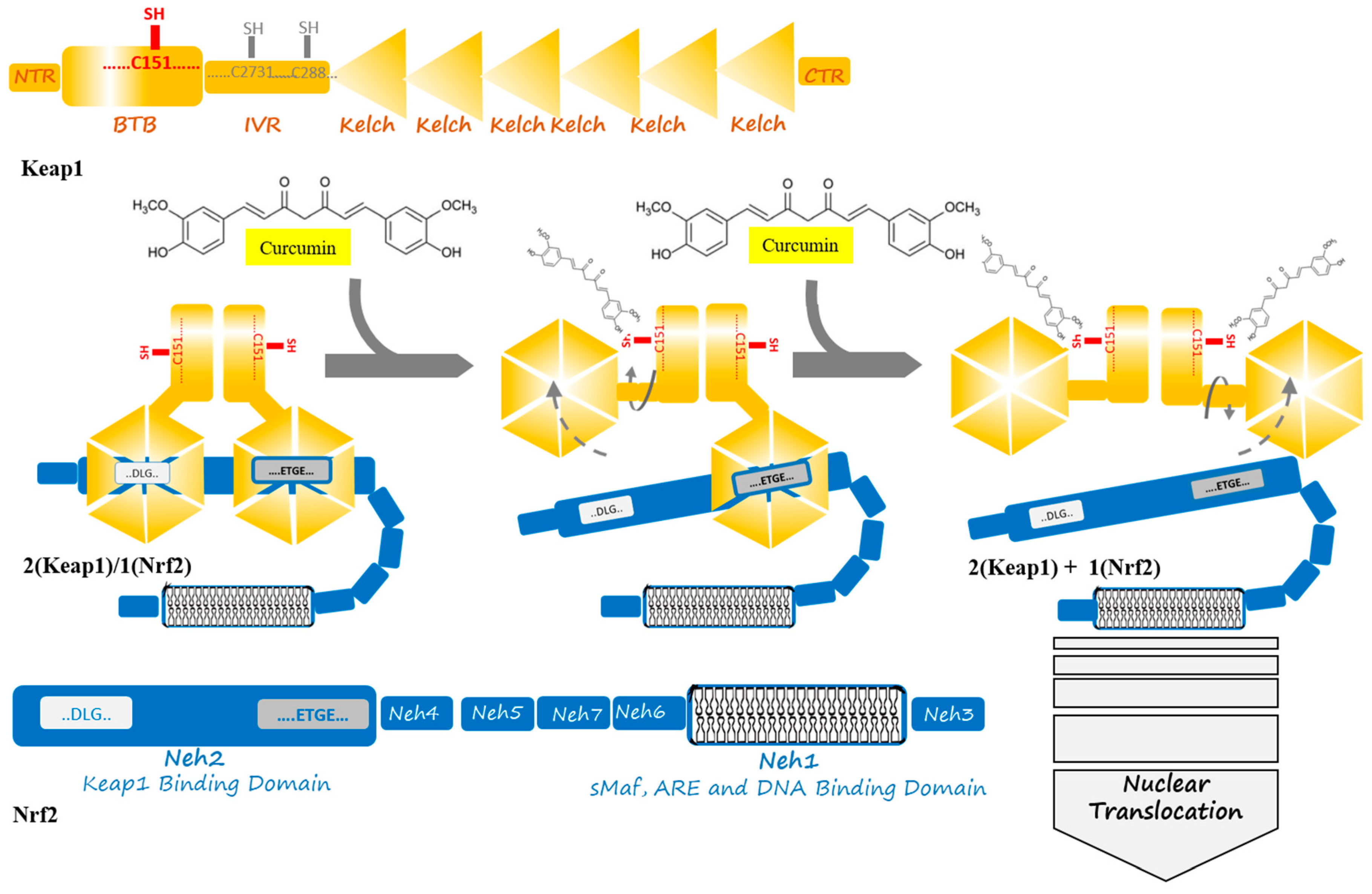 Antioxidants 09 01228 g002 Antioxidants 09 01228 g002