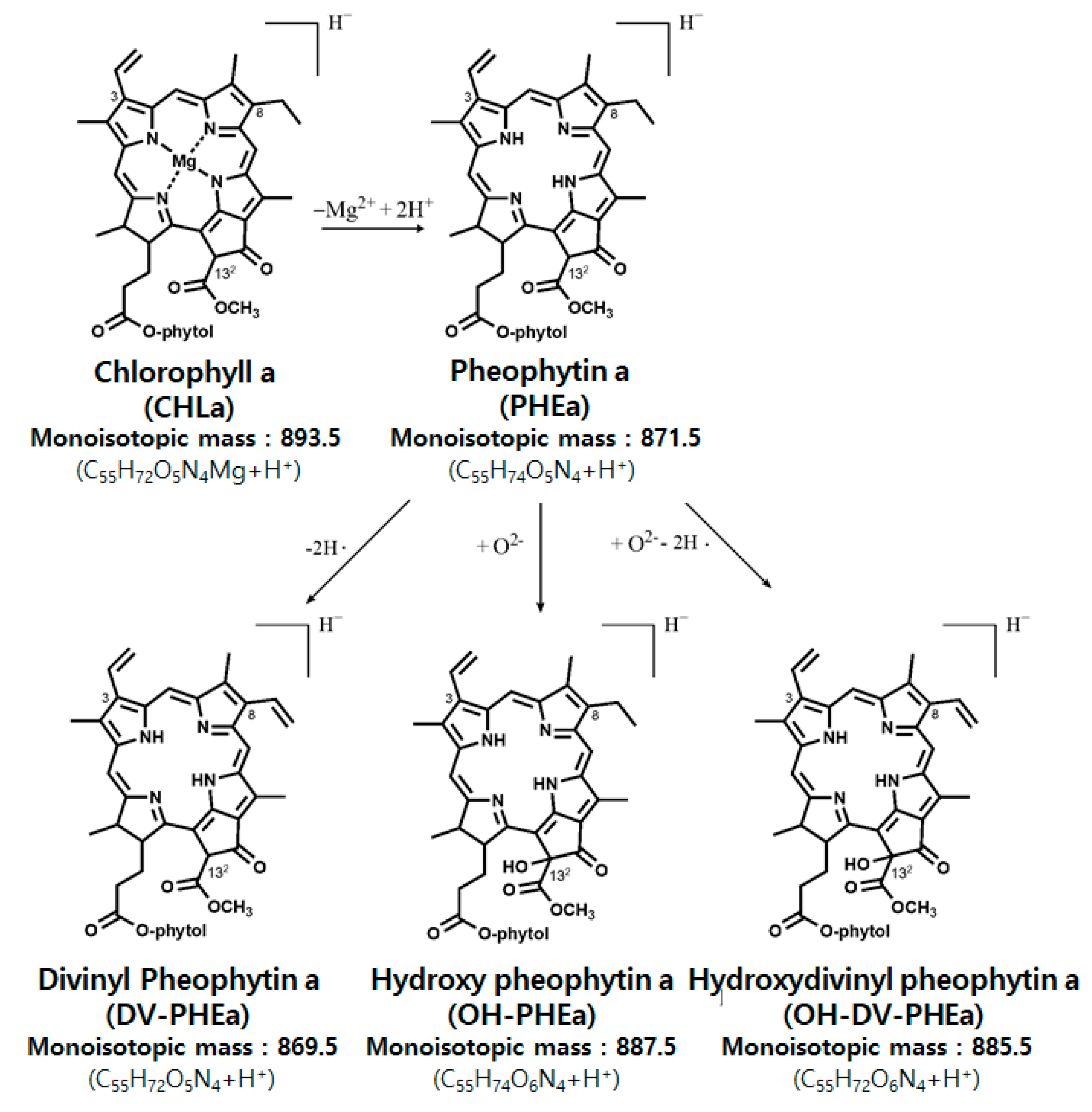 Antioxidants 09 01235 g003