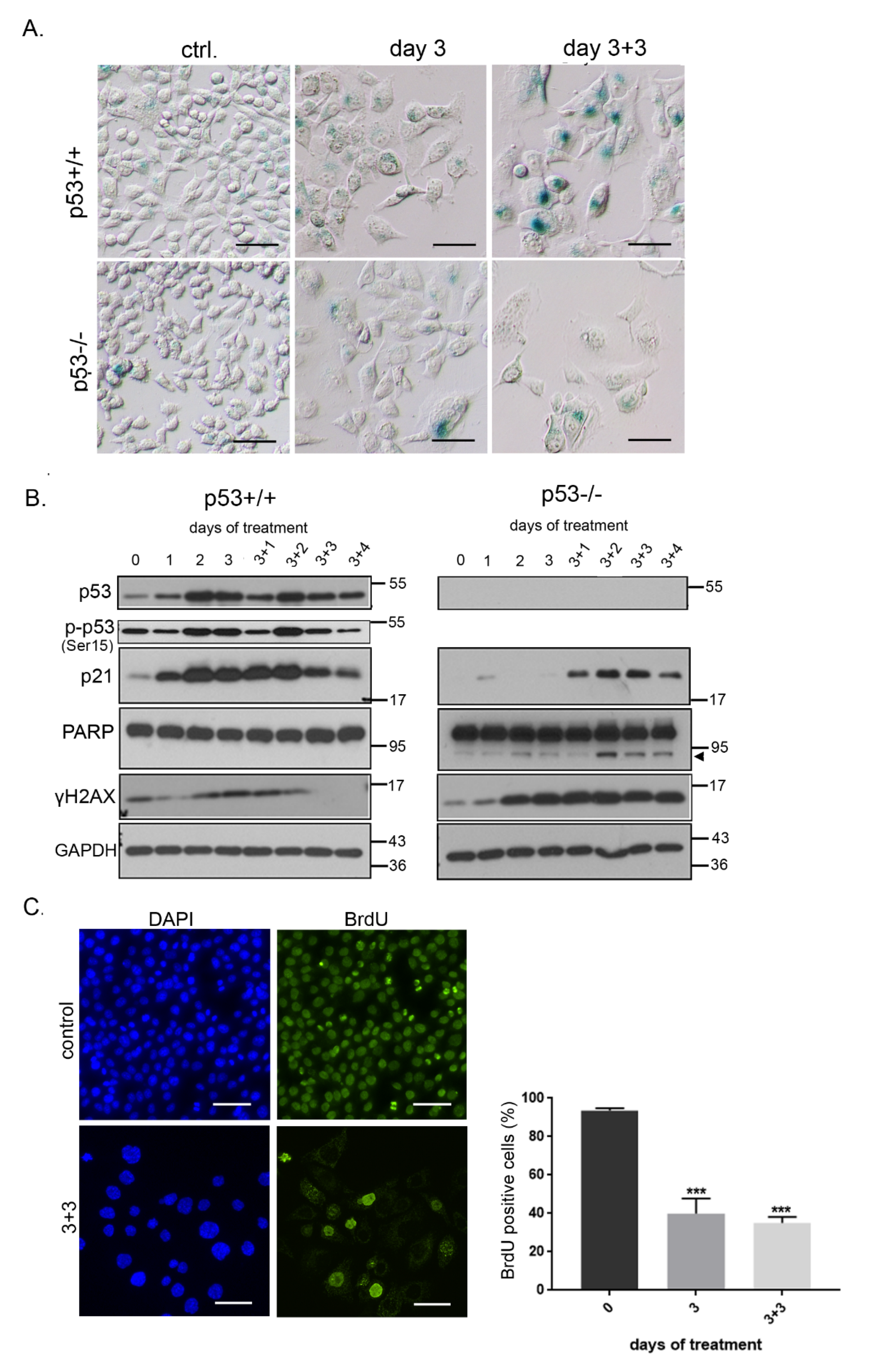 Antioxidants 09 01248 g005