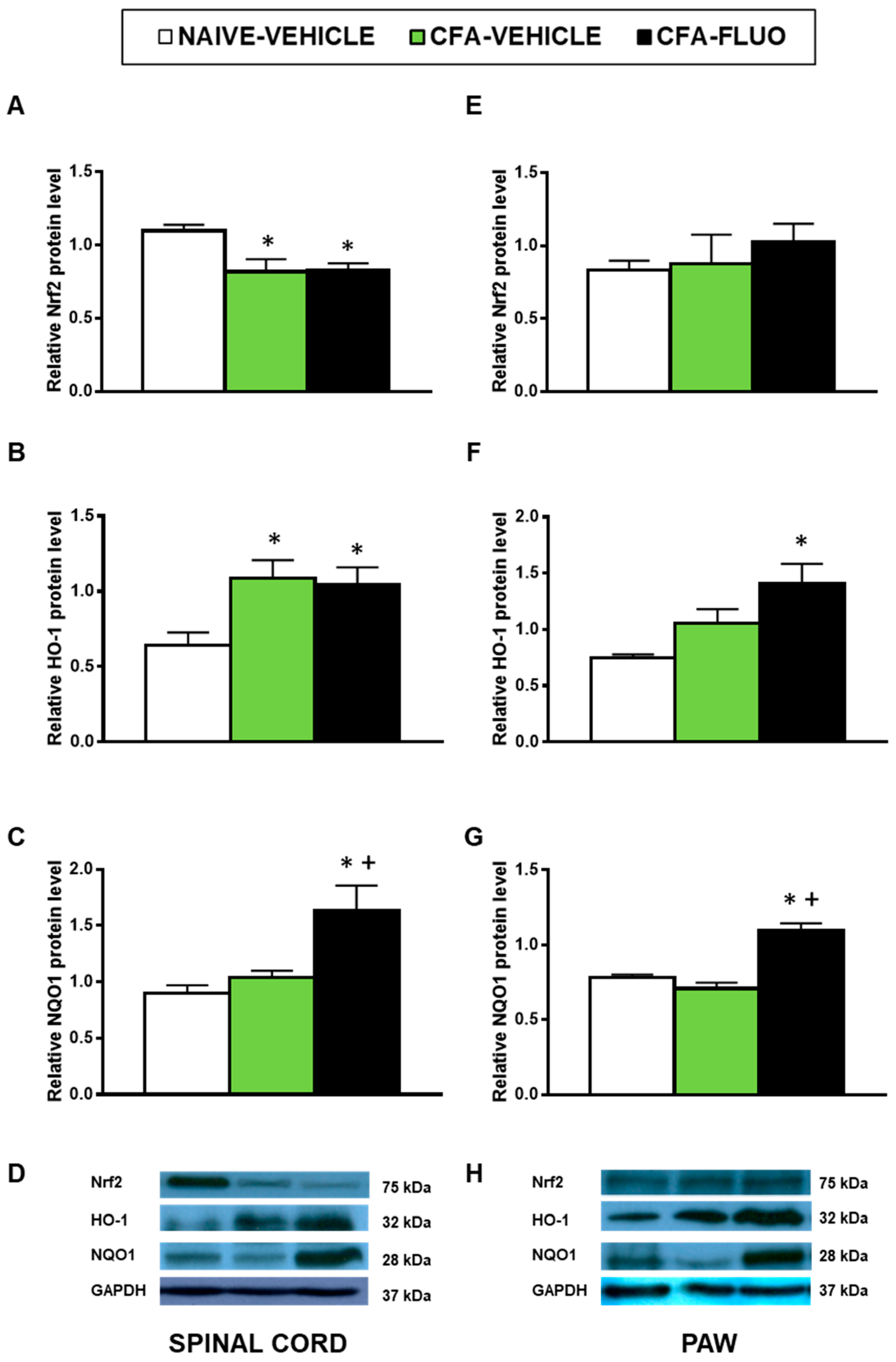 Antioxidants 09 01249 g005