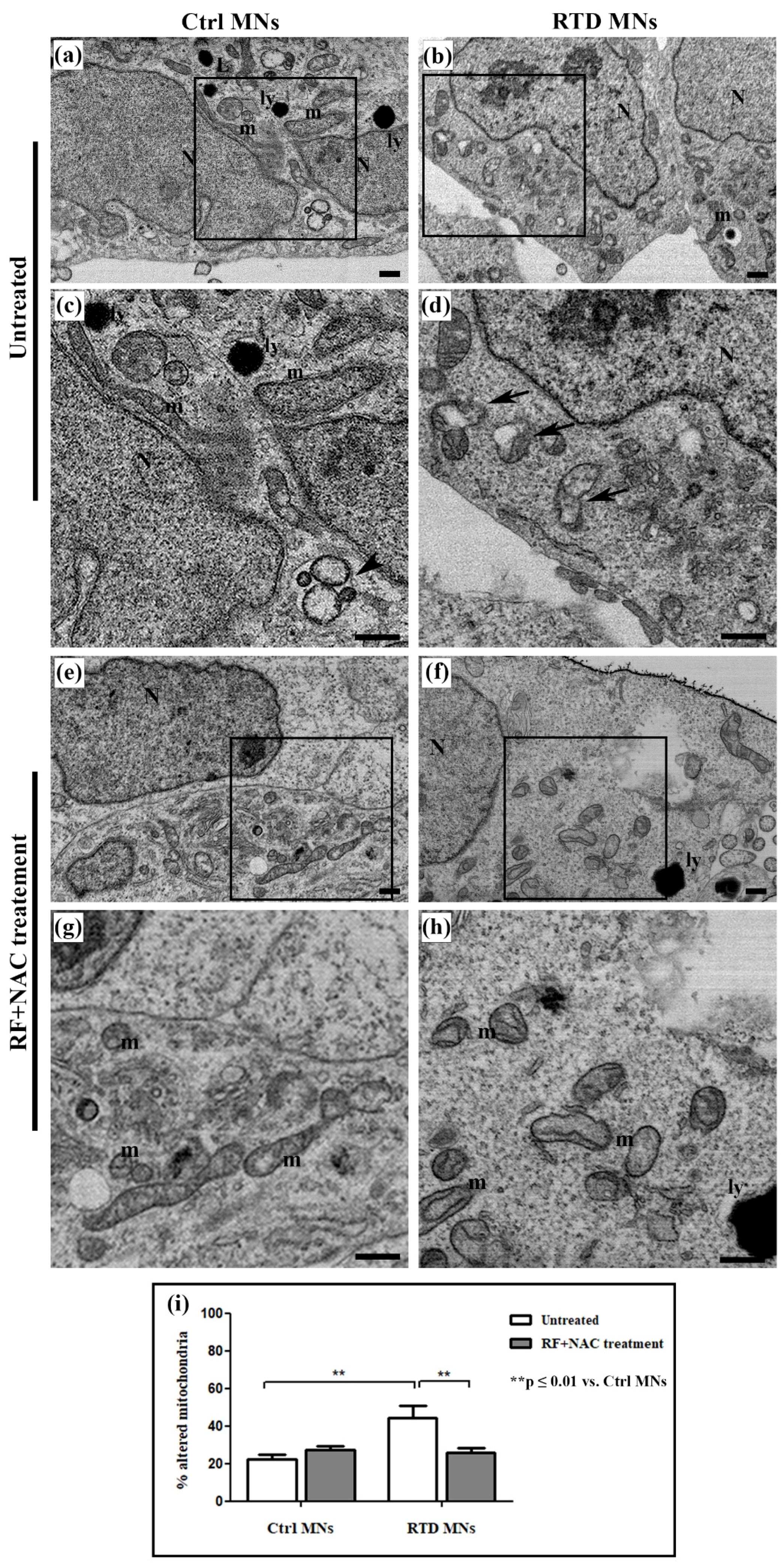 Antioxidants 09 01252 g002