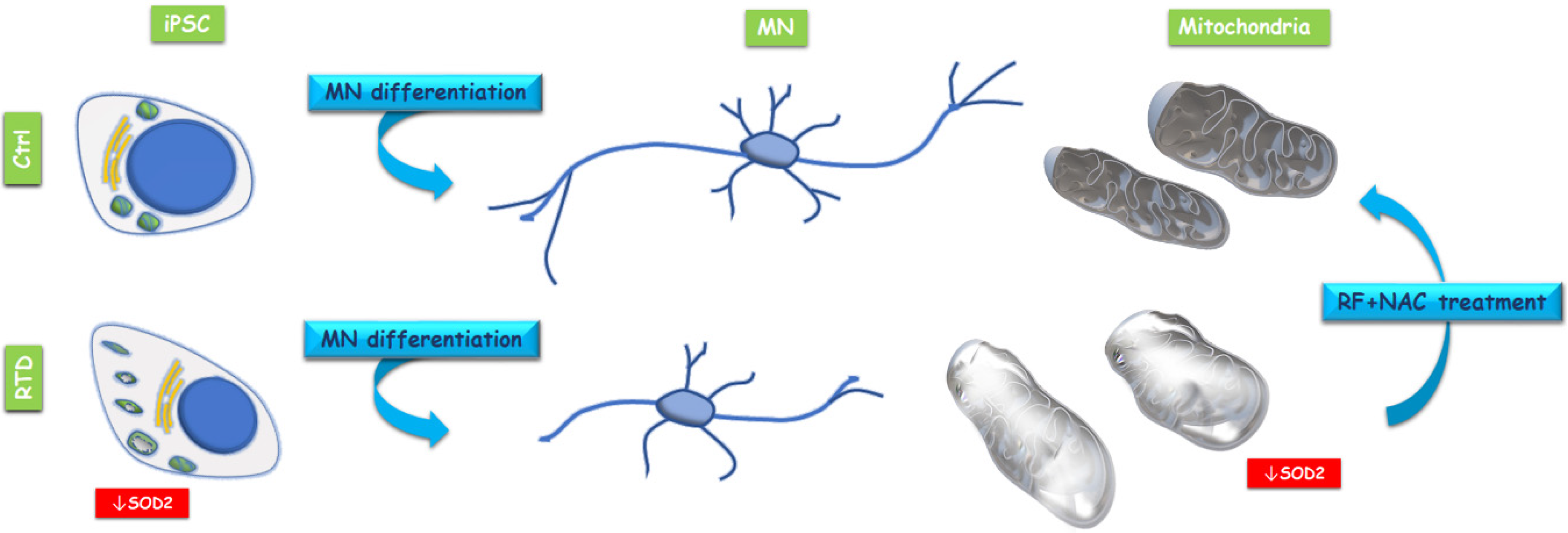 Antioxidants 09 01252 g003
