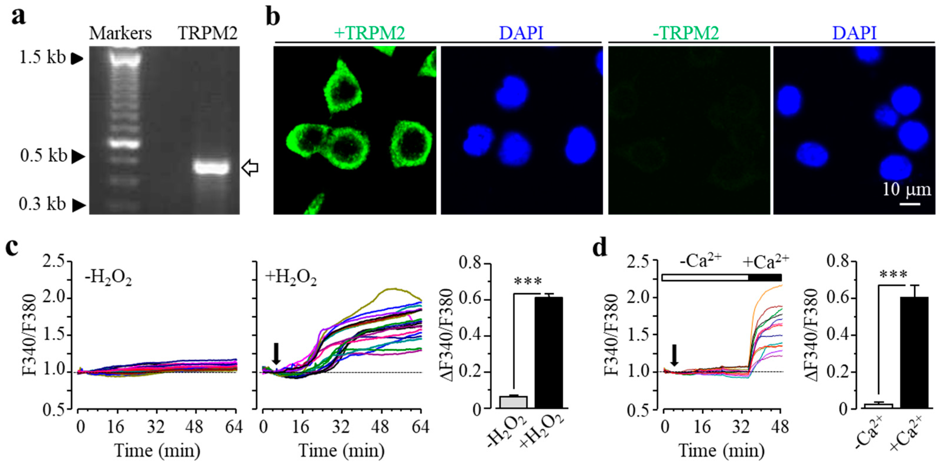 Antioxidants 09 01253 g001