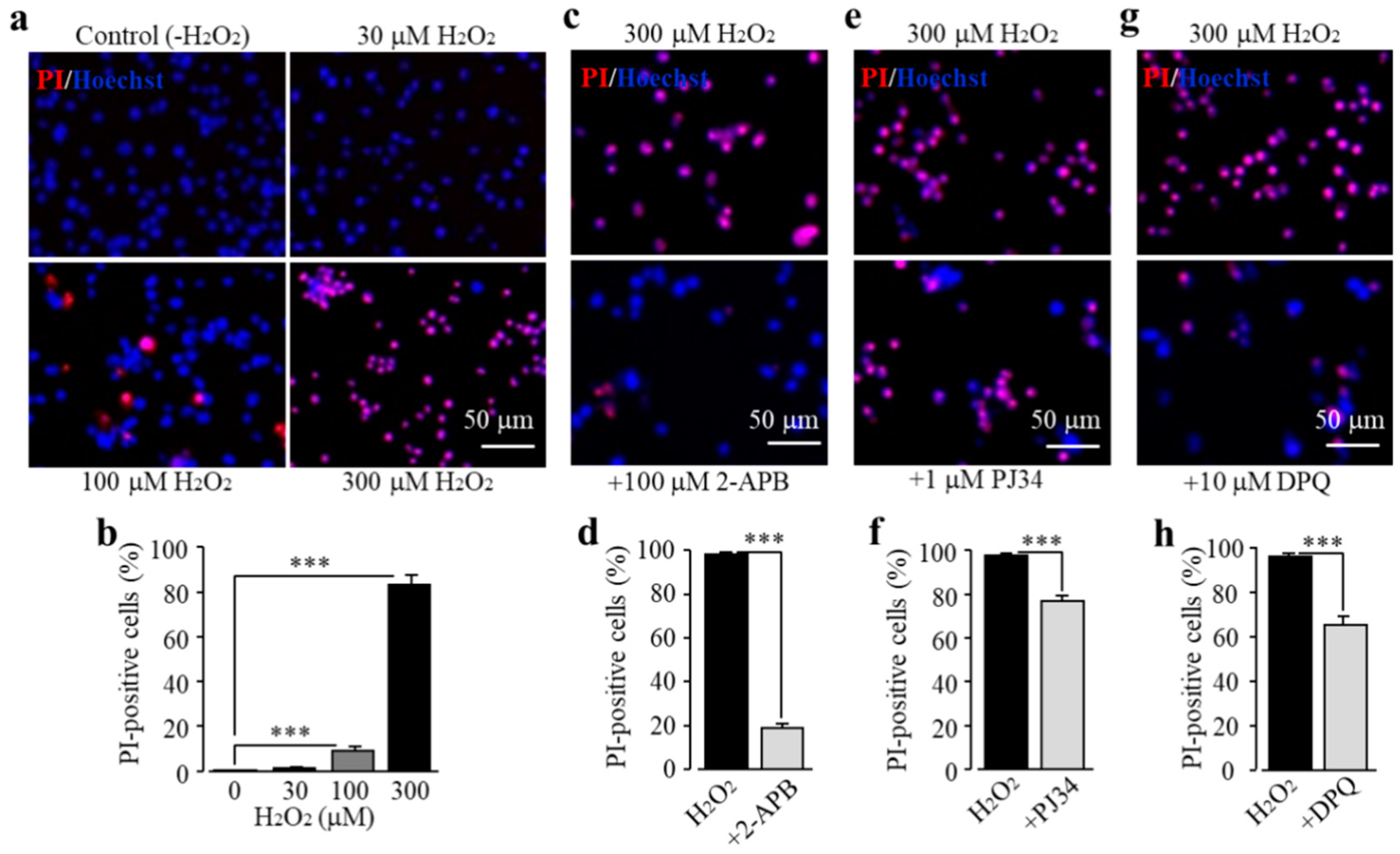 Antioxidants 09 01253 g002