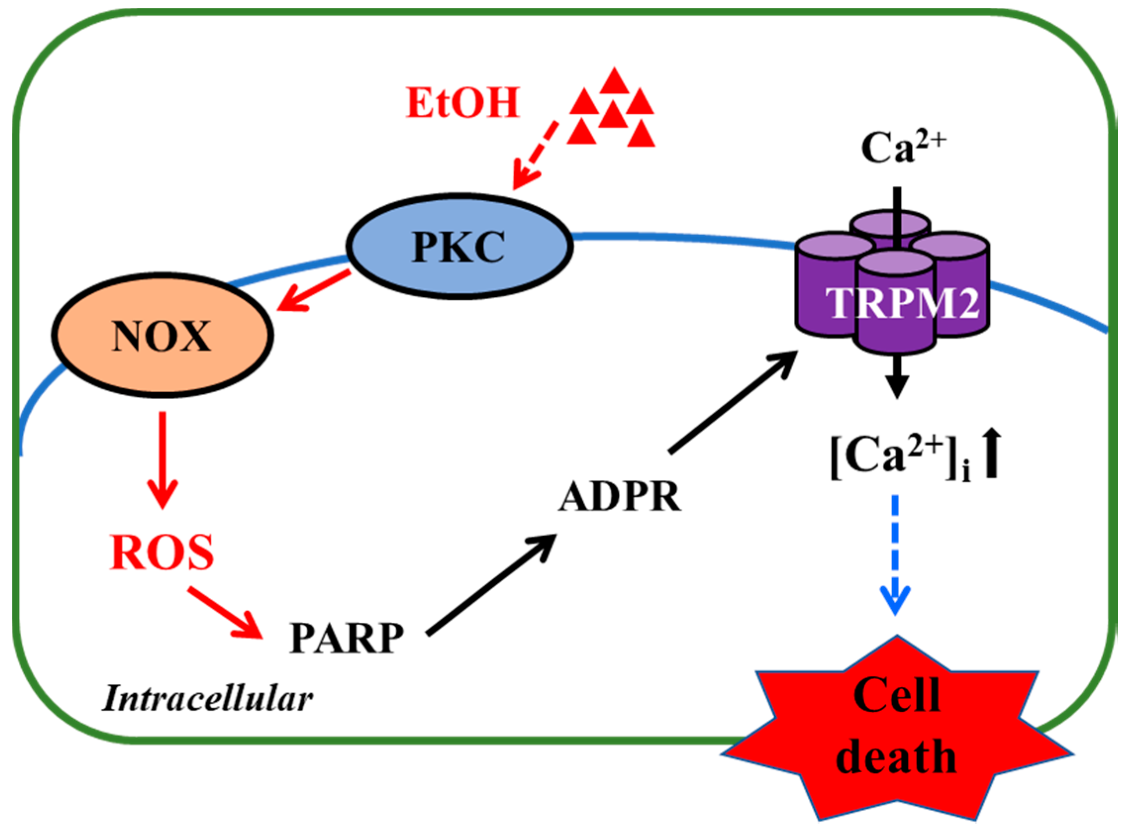 Antioxidants 09 01253 g005