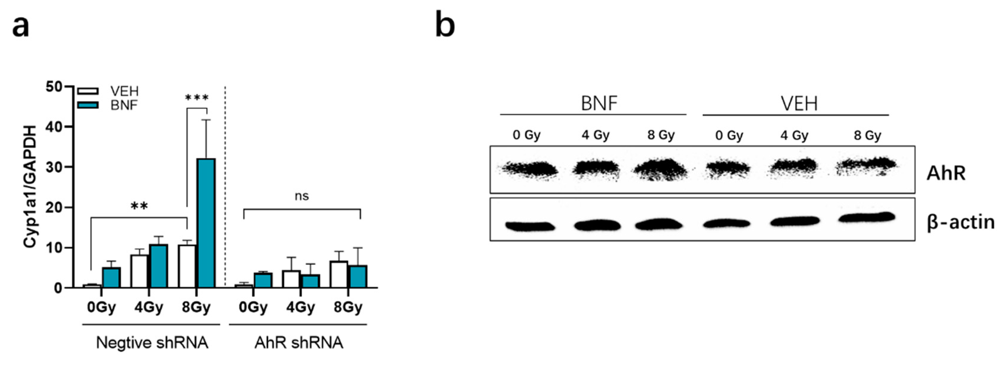 Antioxidants 09 01264 g005 Antioxidants 09 01264 g005