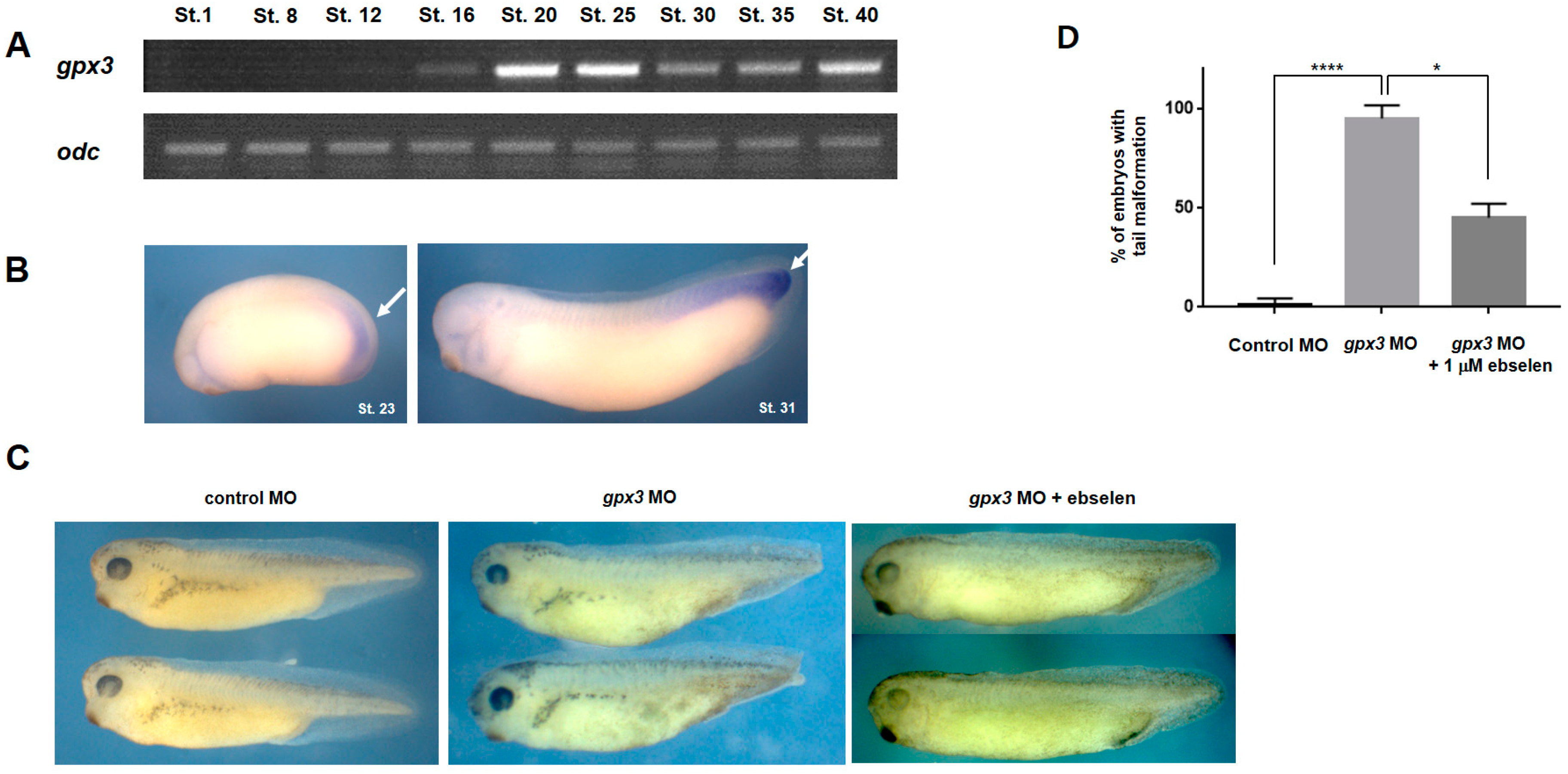 Antioxidants 09 01265 g001